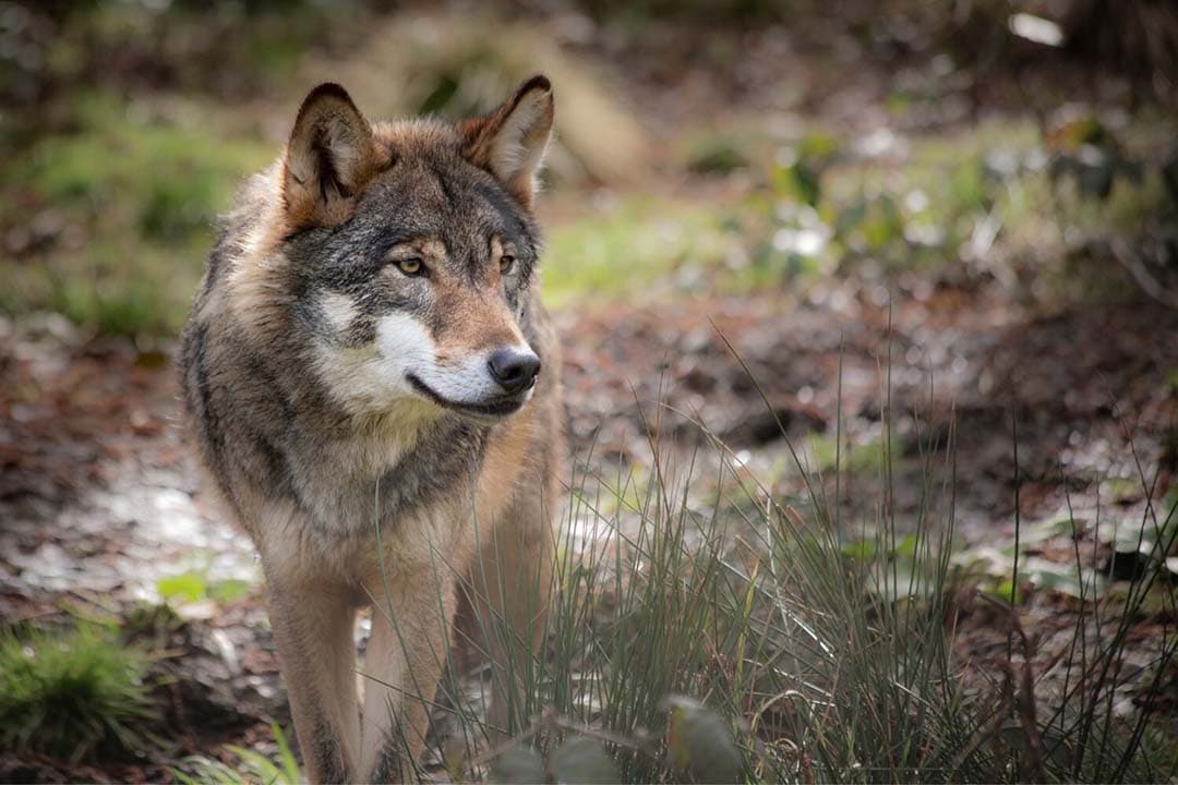 Staatssecretaris Jean Rummenie van het ministerie van LVVN is van plan om in te stemmen met een voorstel van de Europese Commisie die de status van de wolf verlaagt van ‘strikt’ naar ‘gewoon’ beschermd. In aanloop naar die stemming wil Rummenie actief optrekken met gelijkstemde lidstaten. Dat maakte een woordvoerder van LVVN vrijdag bekend. - Foto: Canva