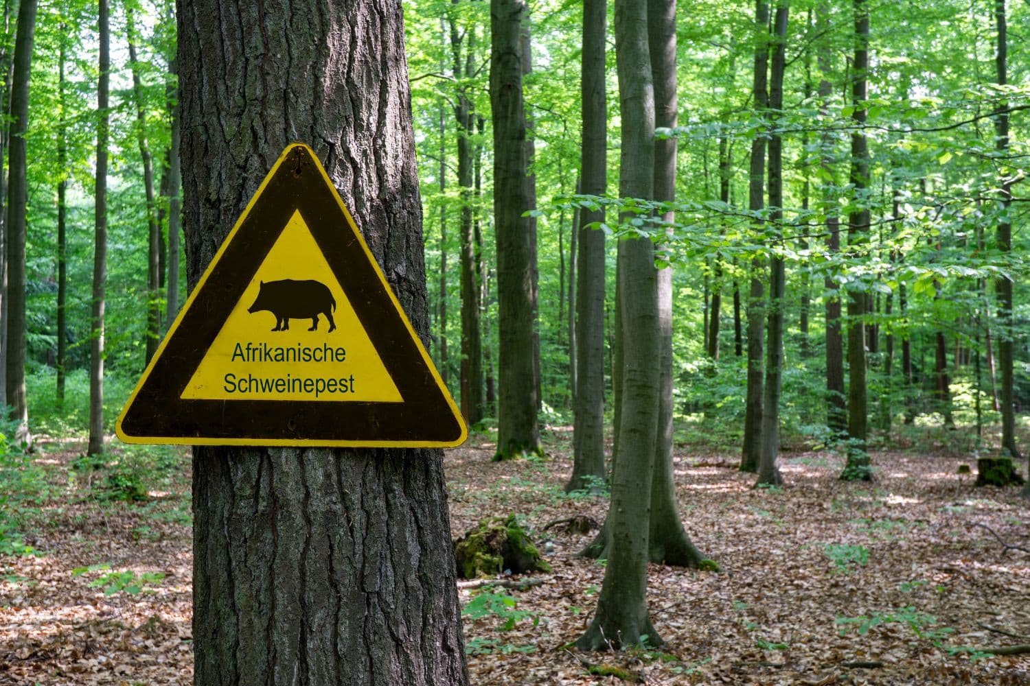 De uitbraak van Afrikaanse varkenspest in Duitsland breidt zich uit, vooral bij wilde zwijnen. – Foto: Canva