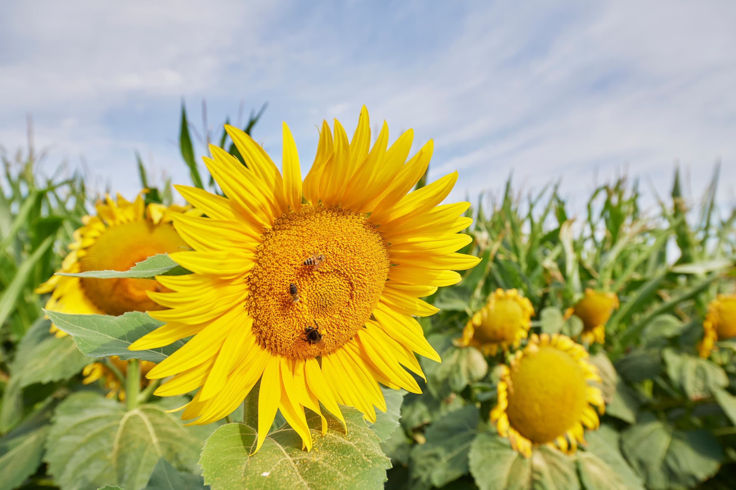 Volgens Roemenië lijdt de teelt van mais, tarwe, zonnebloemen, soja, haver en koolzaad onder het neonicotinoïdenverbod. – Foto: Van Assendelft Fotografie