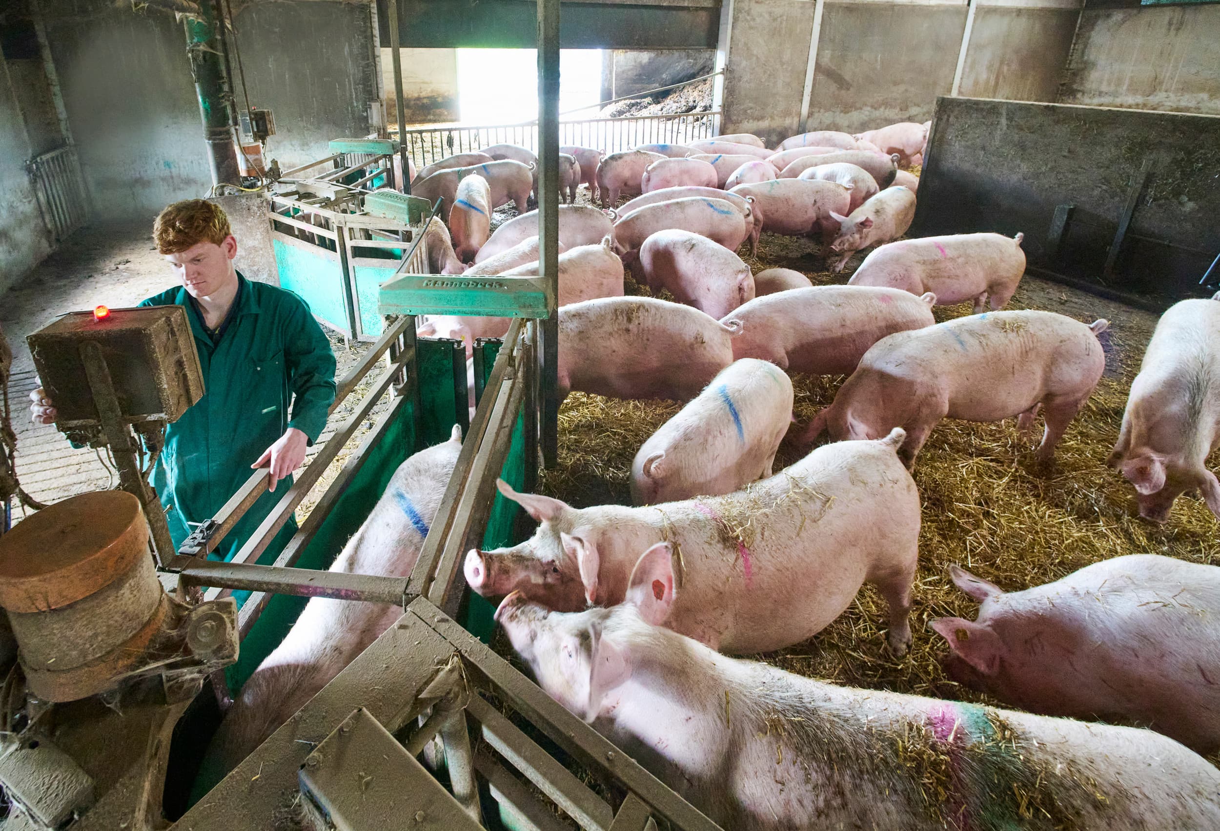 natuurlijk gedrag van varkens