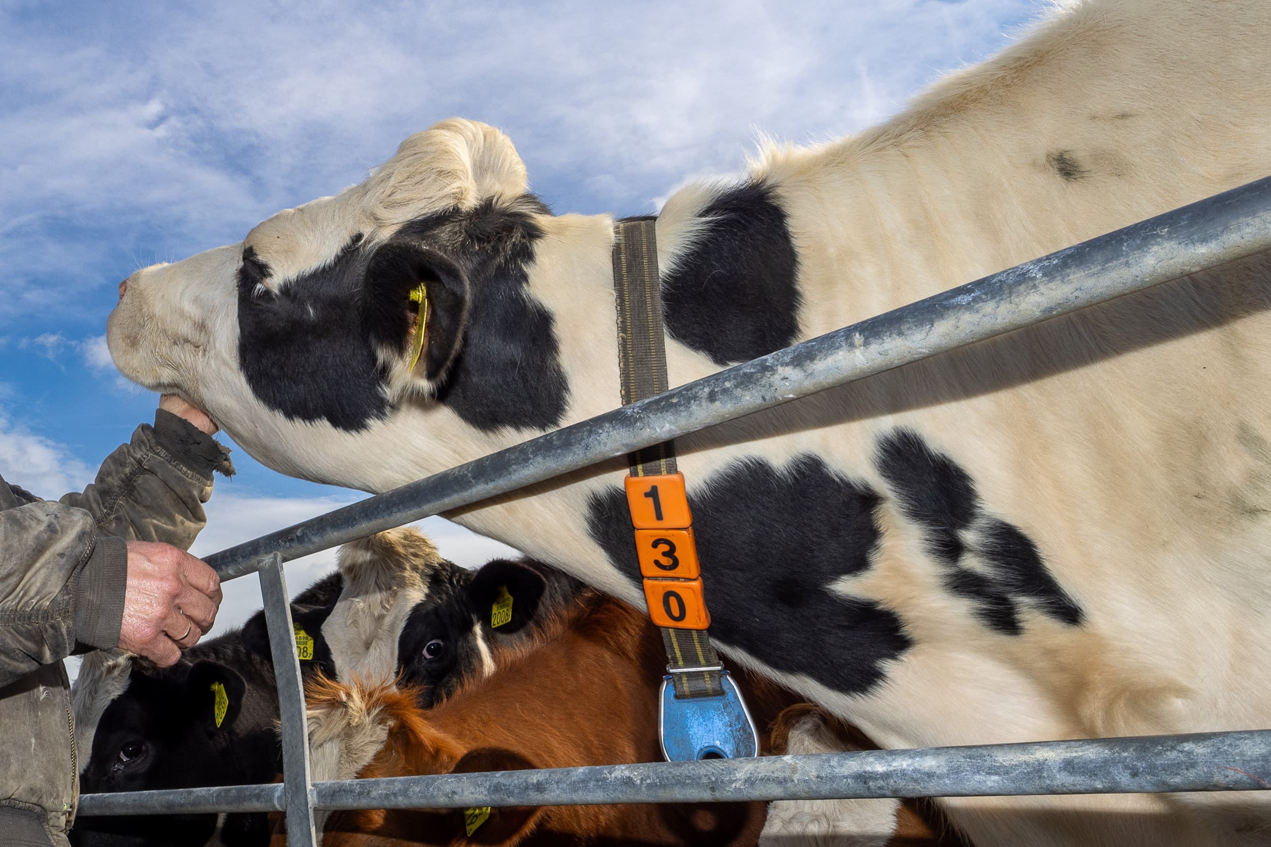 Het Bluevac-3-vaccin, ontwikkeld tegen het agressieve blauwtongvirus BTV3, is vooral bij runderen gebruikt omdat het later werd goedgekeurd en minder praktisch is voor schapen door de dubbele basisenting. – Foto: Peter Roek