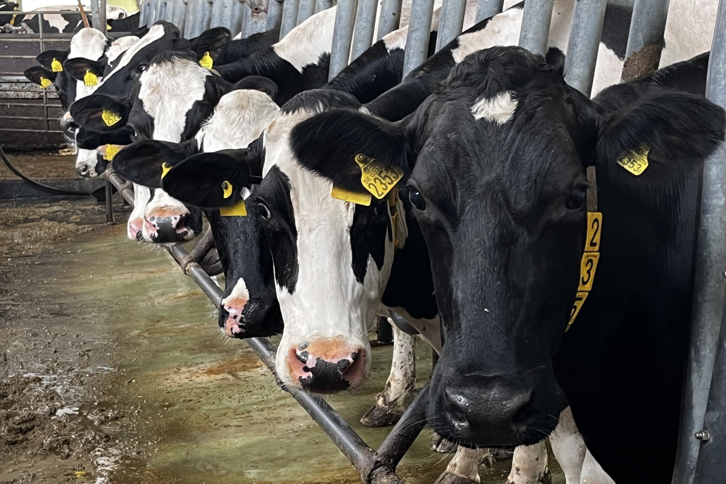 Op melkveebedrijven die meedoen aan het onderzoek ziet GD een forse melkproductiedaling en dieren met koorts. – Foto: Jacqueline Hermsen