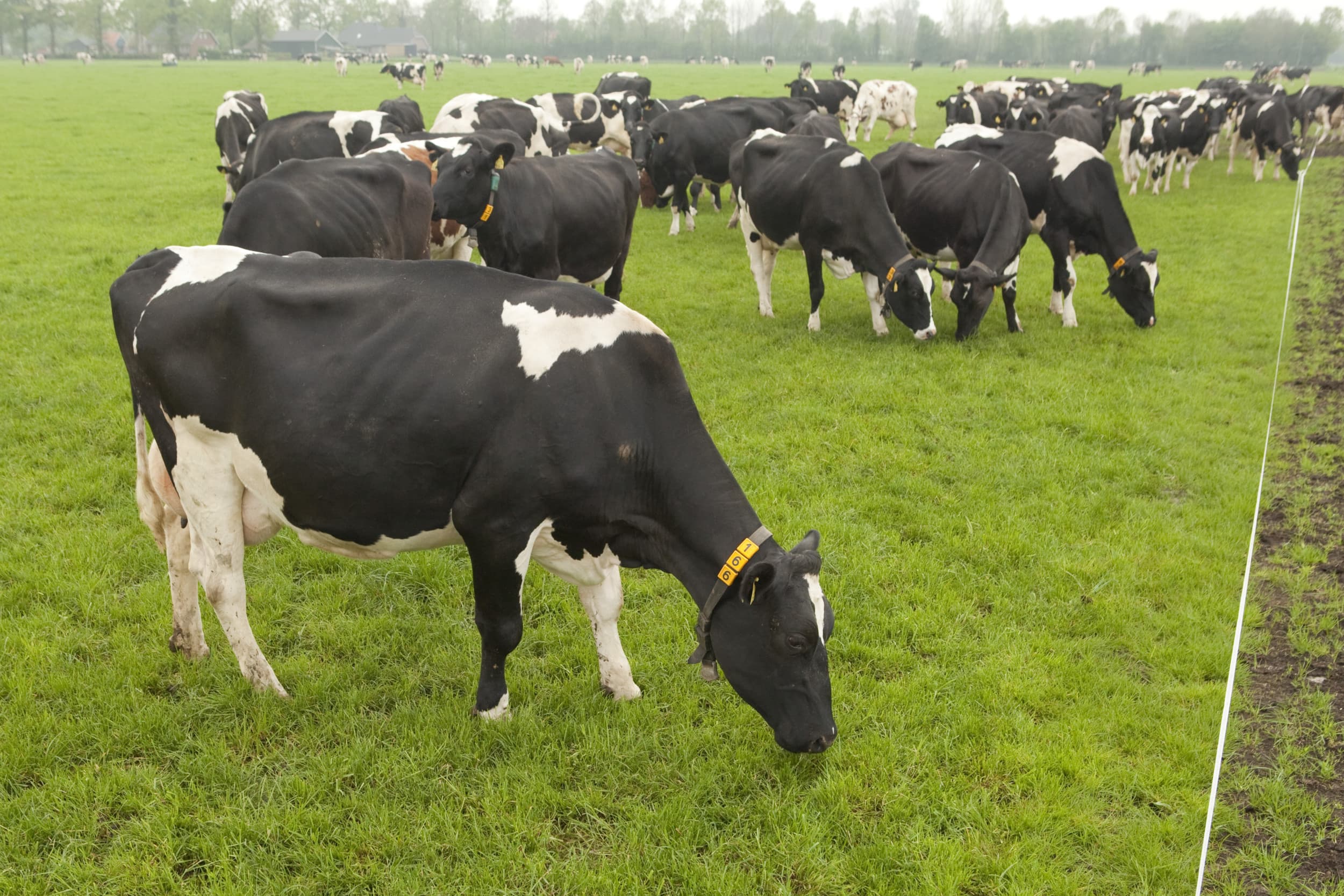 stijging kaasproductie Nederland