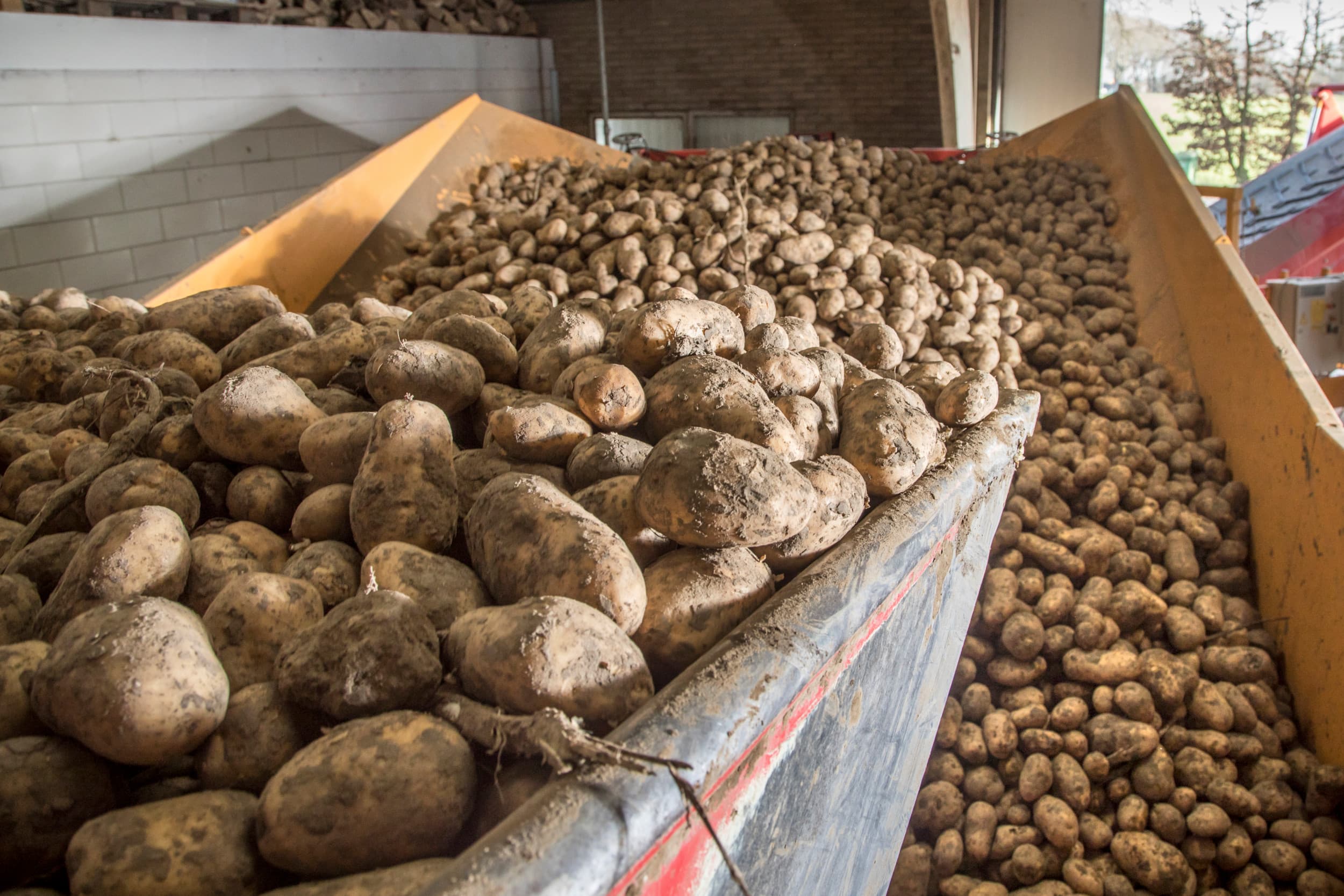 Nederlandse telers en inkopers kijken naar Belgische en Duitse noteringen, aangezien de prijzen voor oude oogst daar hoger zijn. – Foto: Koos Groenewold