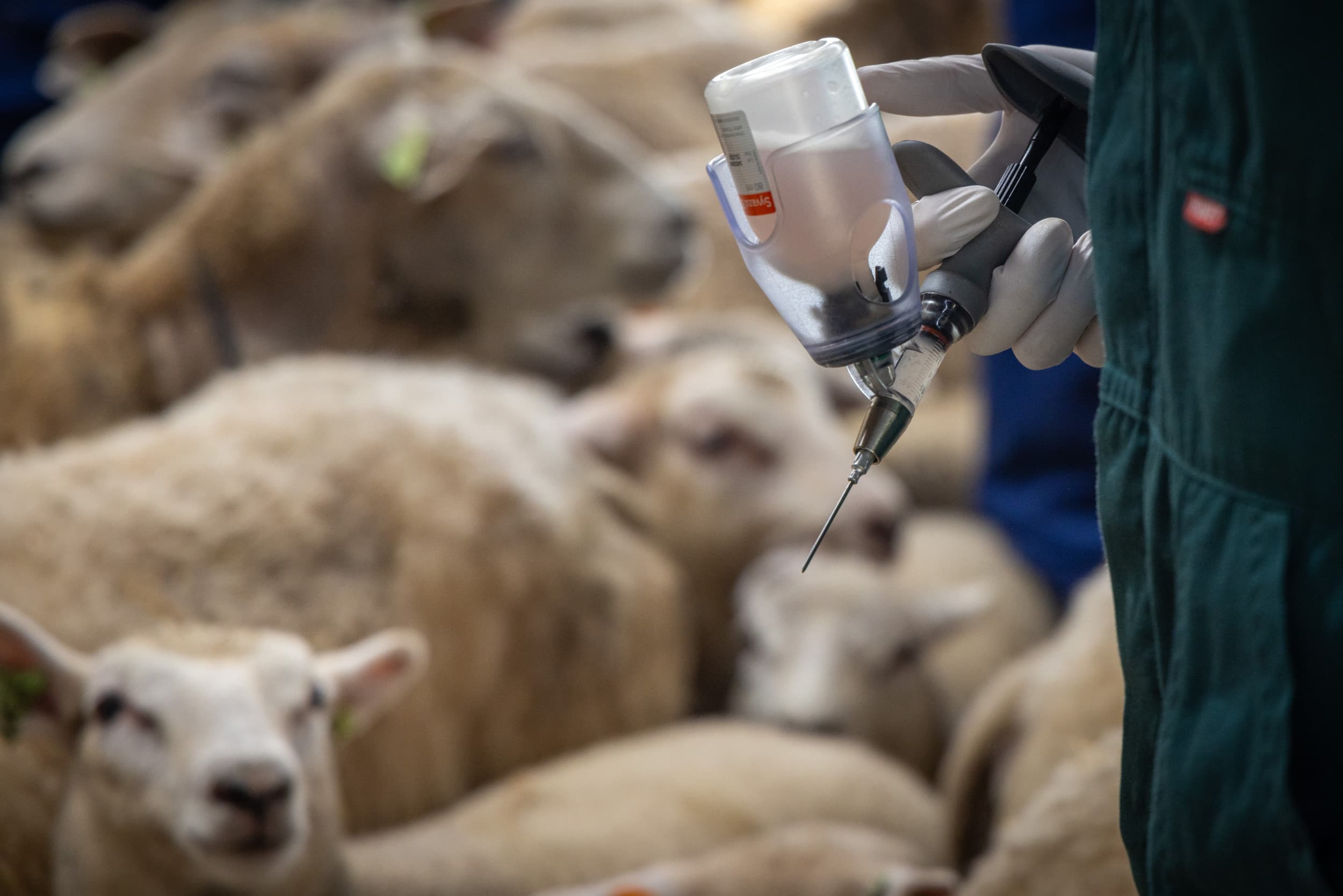 Onderzoek naar blauwtongvaccins loopt; achttien meldingen van verminderde werking, tien gevallen van sterfte bij gevaccineerde schapen. – Foto: Koos Groenewold
