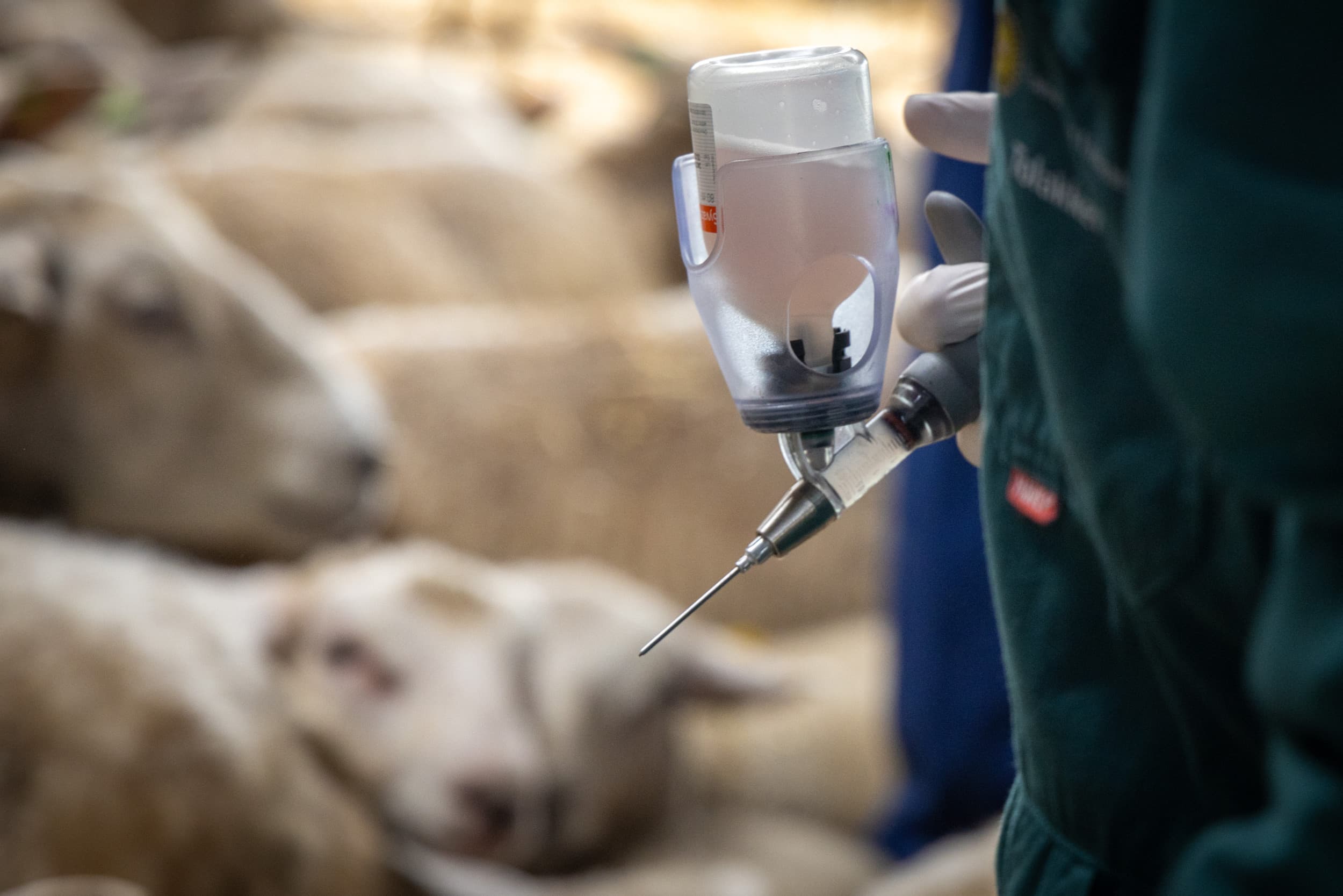 De Tweede Kamerfractie van de SGP wil van minister Femke Wiersma weten of die mogelijkheden ziet om de schapenhouderij – die al een zwaar blauwtongjaar achter de rug heeft – financieel te ondersteunen. – Foto: Koos Groenewold