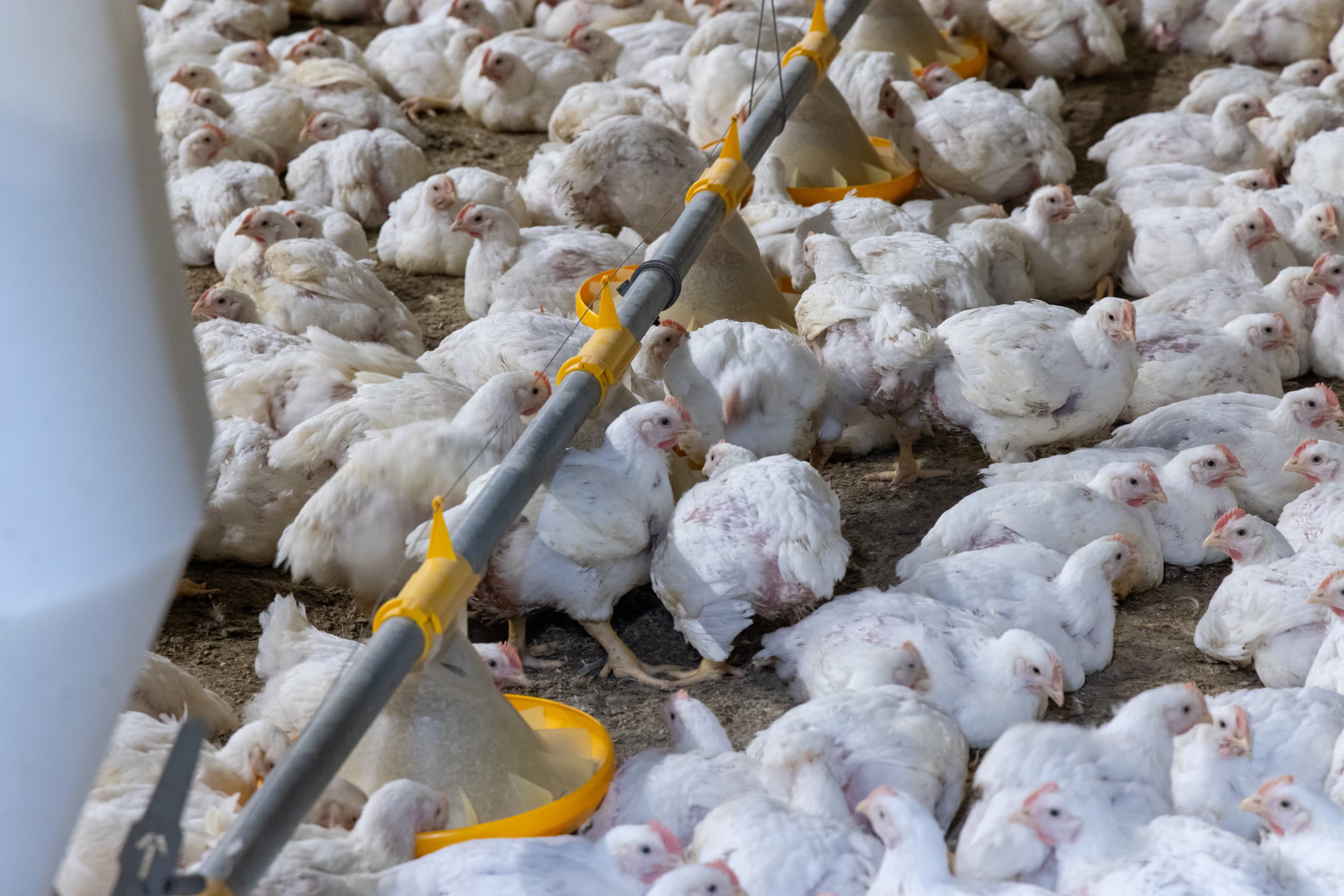 De onderkanten van de pootjes van keurmerkloze vleeskuikens vertonen vaak ontstoken wonden en dat komt vooral doordat de dieren de hele tijd in hun eigen zure mest staan, aldus Wakker Dier. – Foto: Koos Groenewold
