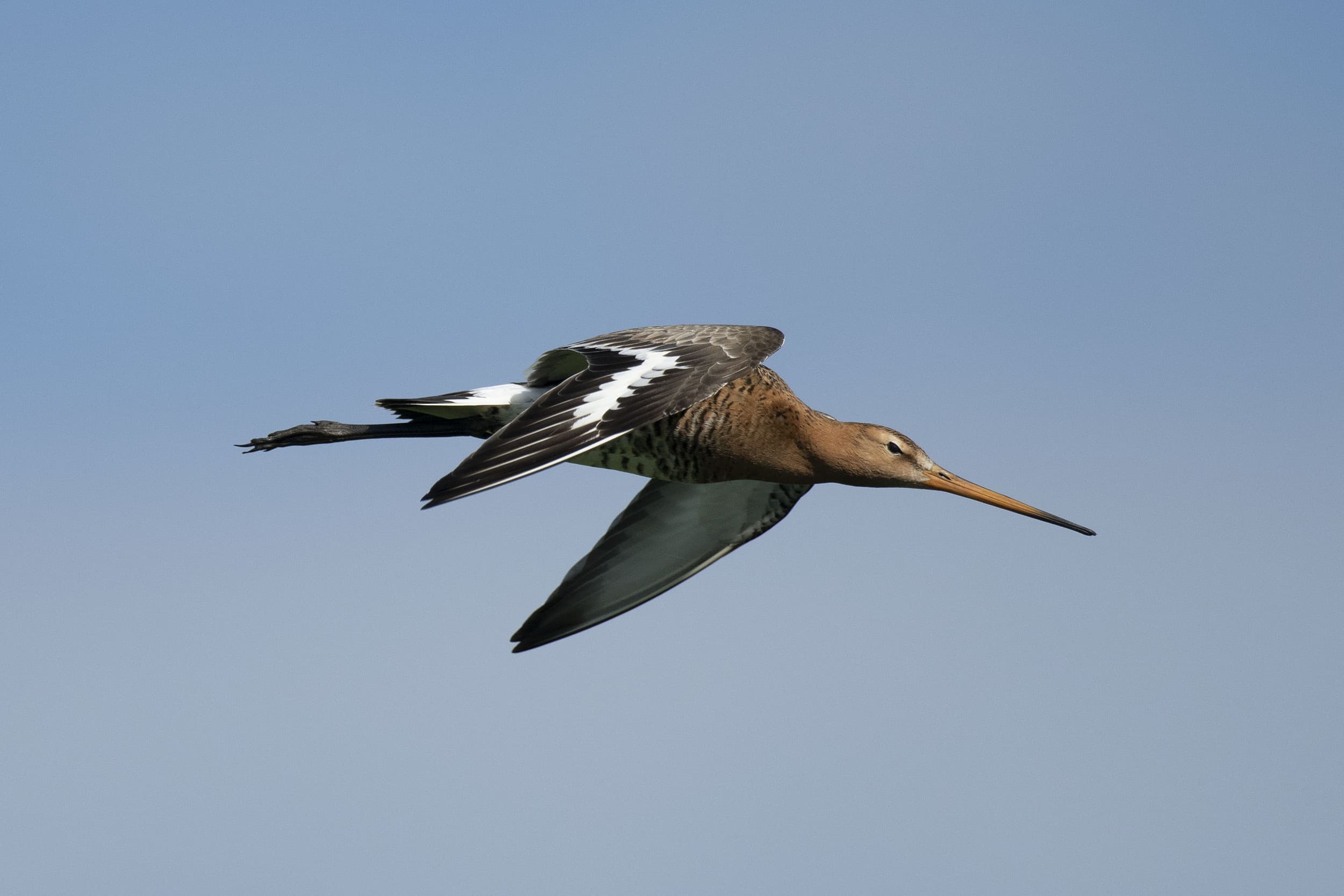 De Europese Commissie benadrukt dat Nederland zowel de leefgebieden van de grutto moet verbeteren als de boeren beter moet ondersteunen, zodat er meer ruimte komt voor weidevogels om te broeden. – Foto: Mark Pasveer