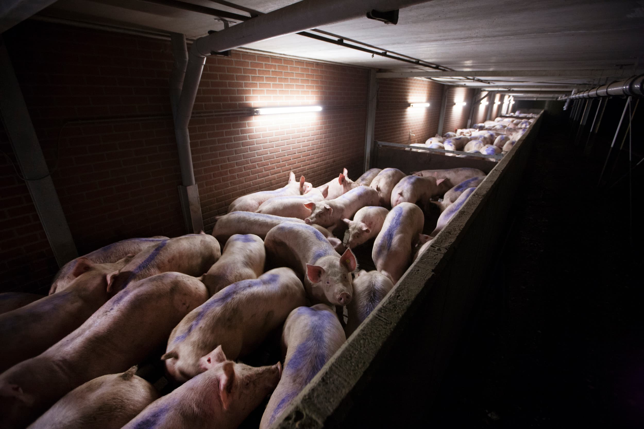 Varkens staan klaar voor veetransport. Daarbij is het vanaf 1 juli 2025 niet meer toegestaan om stroomstootapparatuur te gebruiken. – Foto: Hans Banus