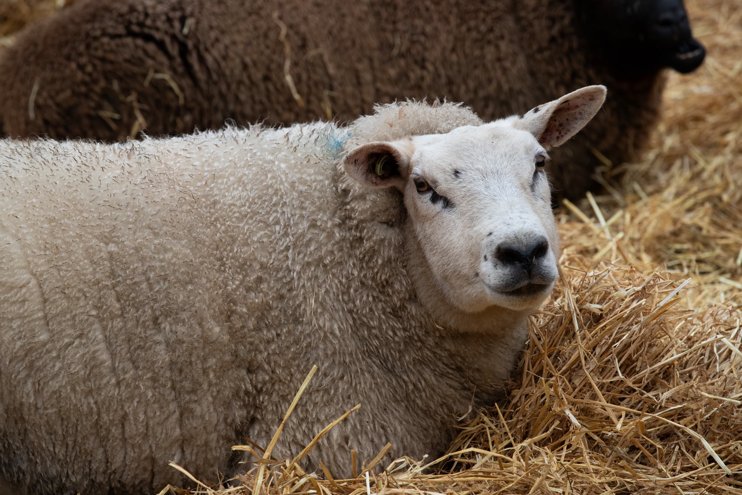 Het aantal bevestigde blauwtonguitbraken in België is donderdag verder opgelopen tot 56. – Foto: Hans Banus