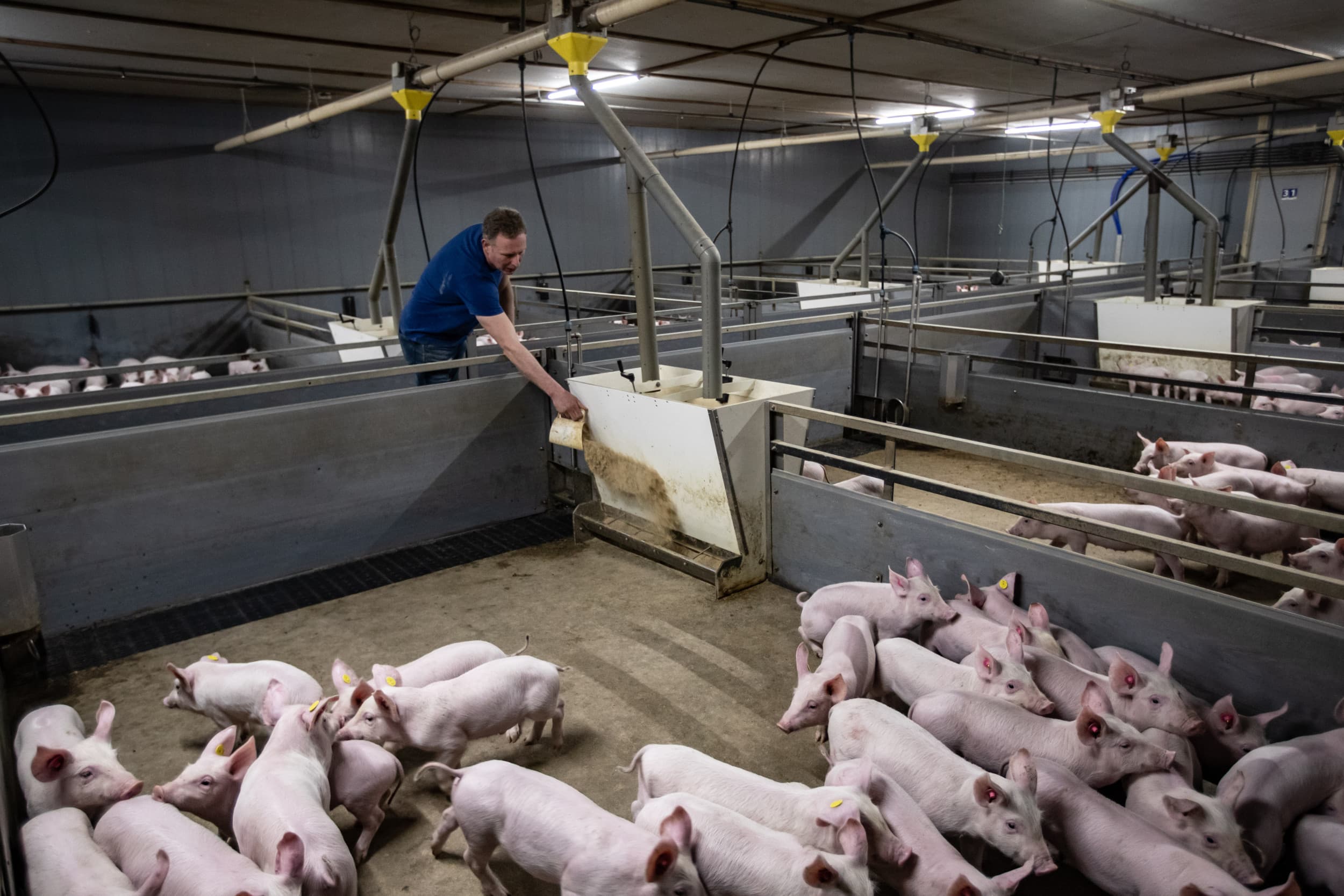 De belangrijkste oorzaak van de kostendaling is de lagere voerprijs; deze ligt zo’n 10% lager dan vorig jaar. Ter vergelijking: medio 2024 rekent Wageningen voor vleesvarkensbrok met een notering van € 29,85 per 100 kilo. In de zomer van 2022 piekte de notering op een niveau van bijna € 43 per 100 kilo. – Foto: Ronald Hissink