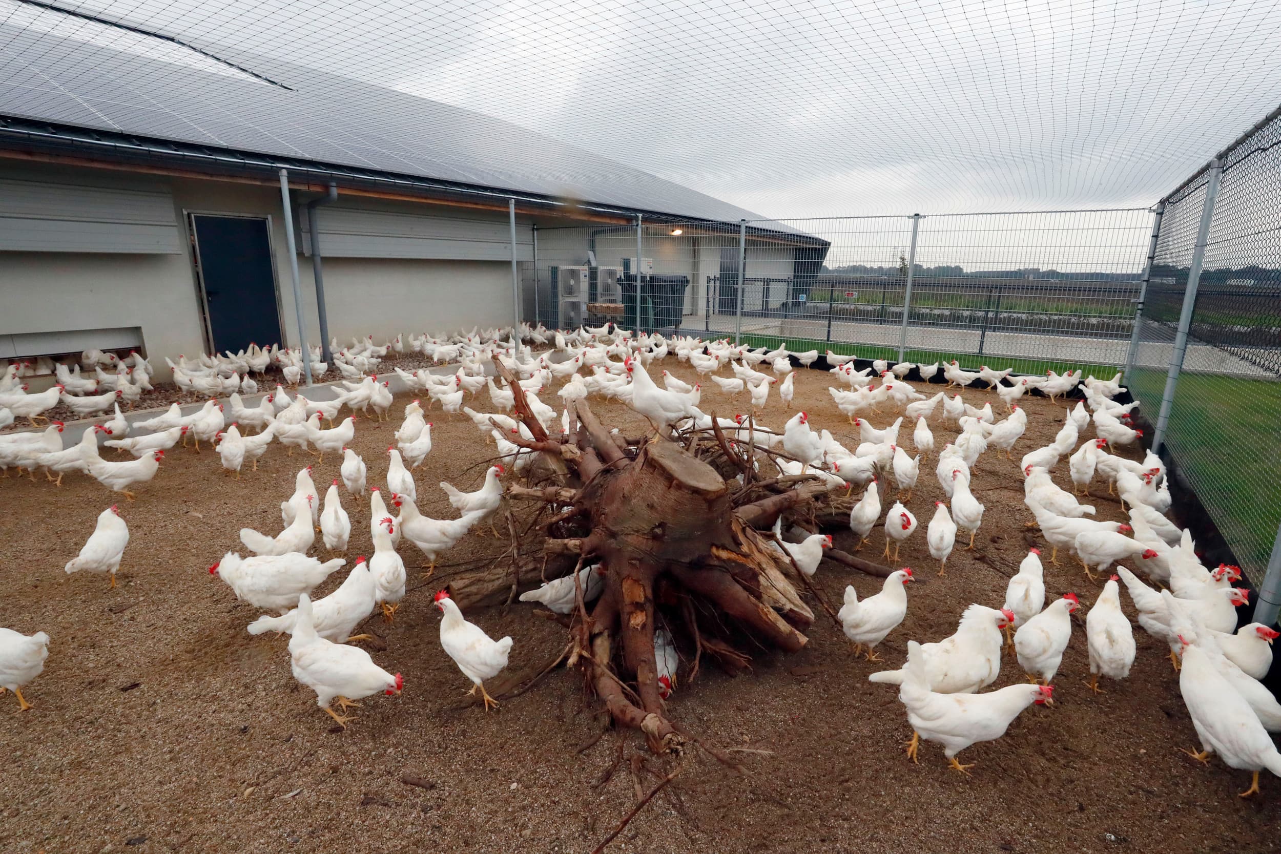 schaalvergroting pluimveehouderij nodig voor overleven