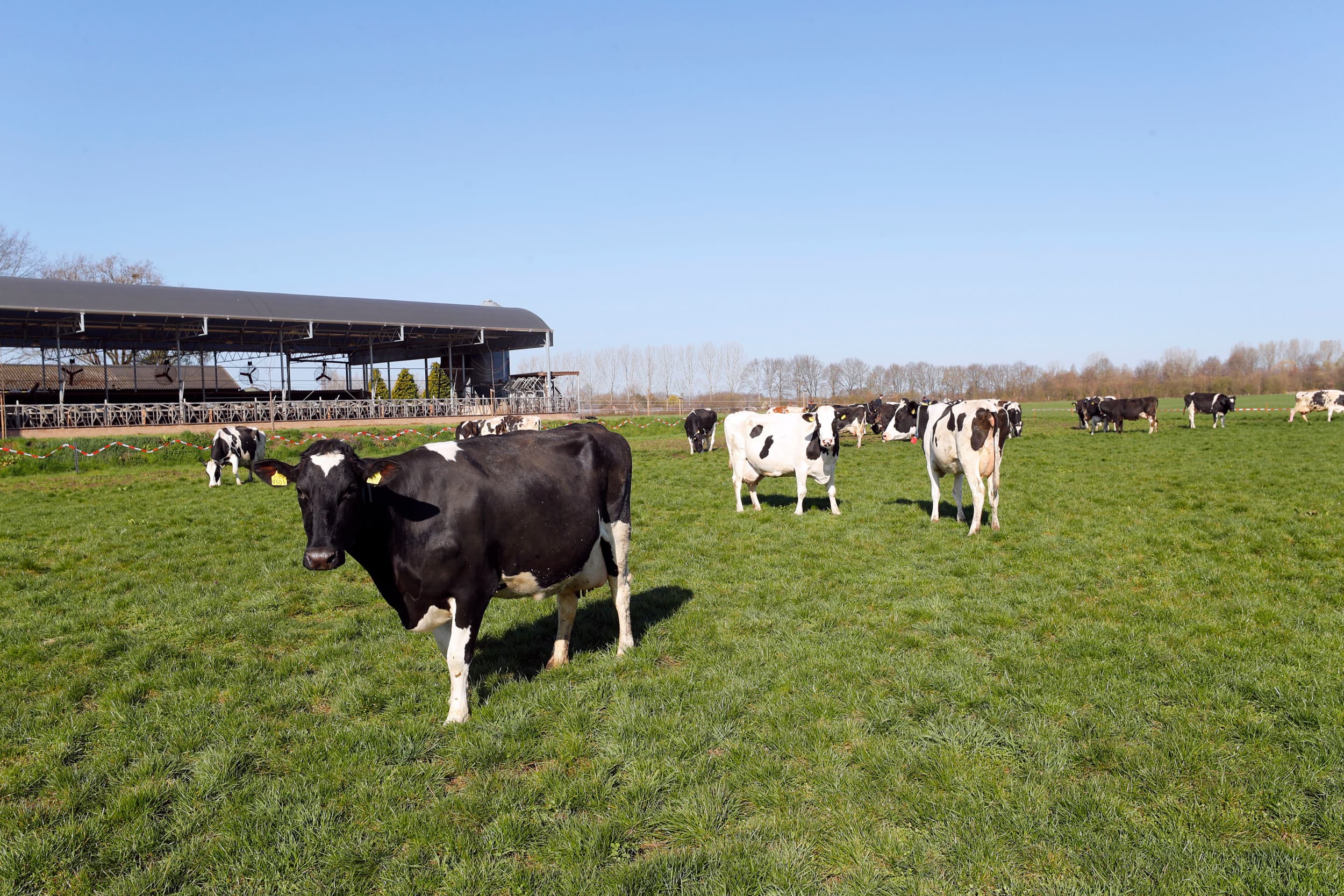 Nederlandse veehouders moeten uitkijken met bezoek uit de Verenigde Staten. Dat zegt het ministerie van Landbouw, Visserij, Voedselzekerheid en Natuur. – Foto: Bert Jansen