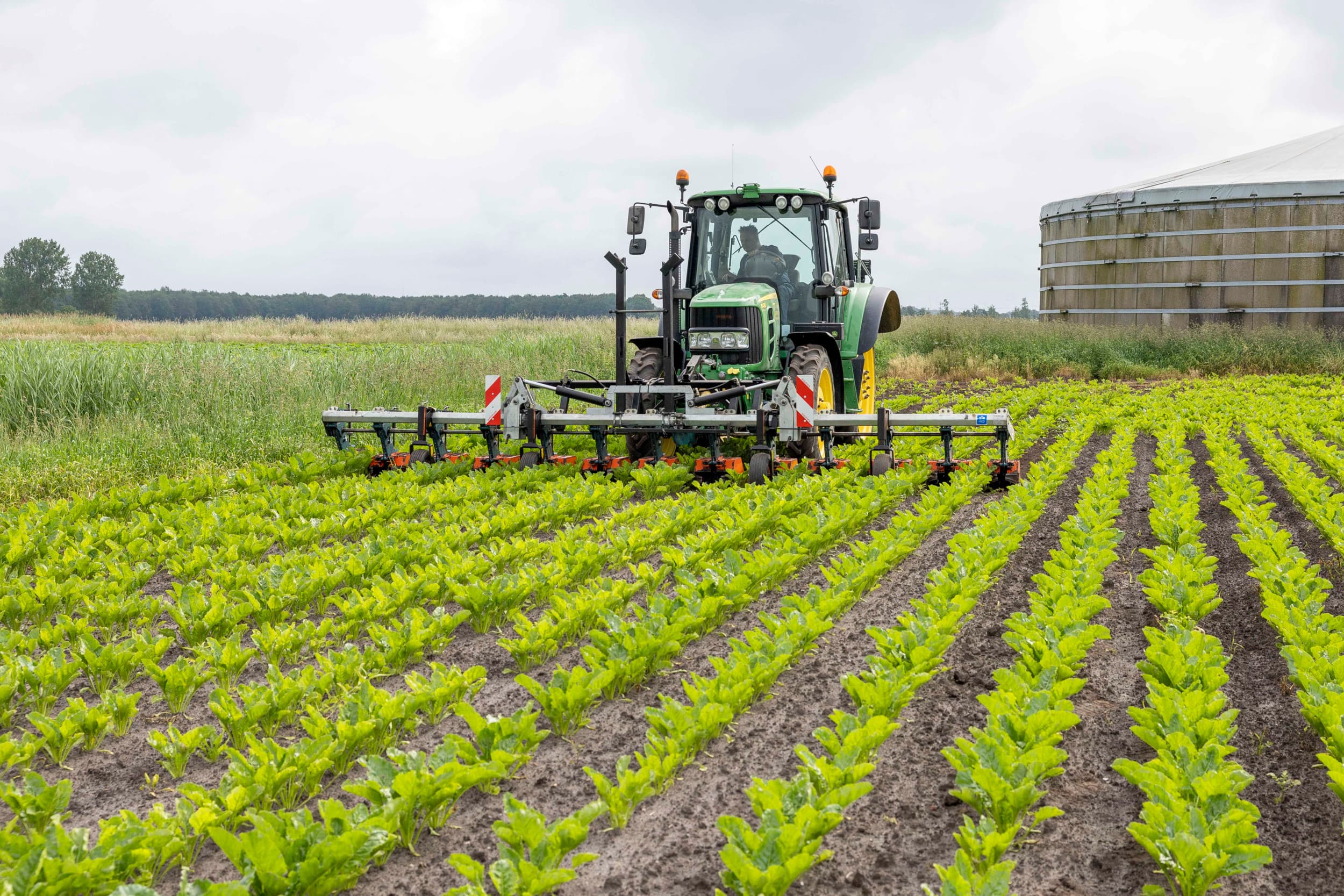 Onkruid frezen in de suikerbieten. – Foto: Koos van der Spek