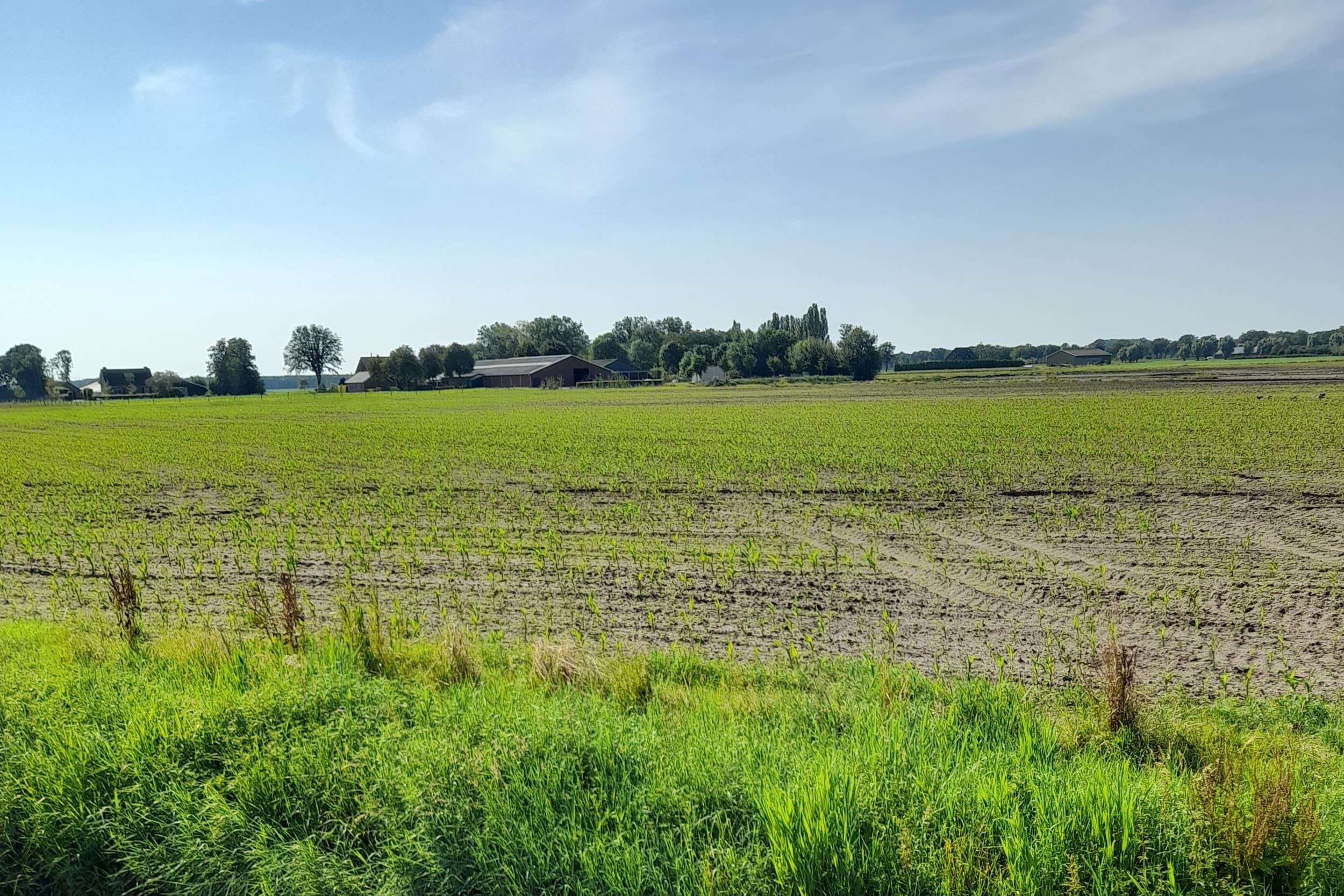 De stand van zaken van dit zeer laat gezaaide perceel mais in Noord-Brabant op 31 juli. Het zal zeker droge stof opleveren, maar of er een goede kolf in komt is zeer de vraag. – Foto: Boerderij
