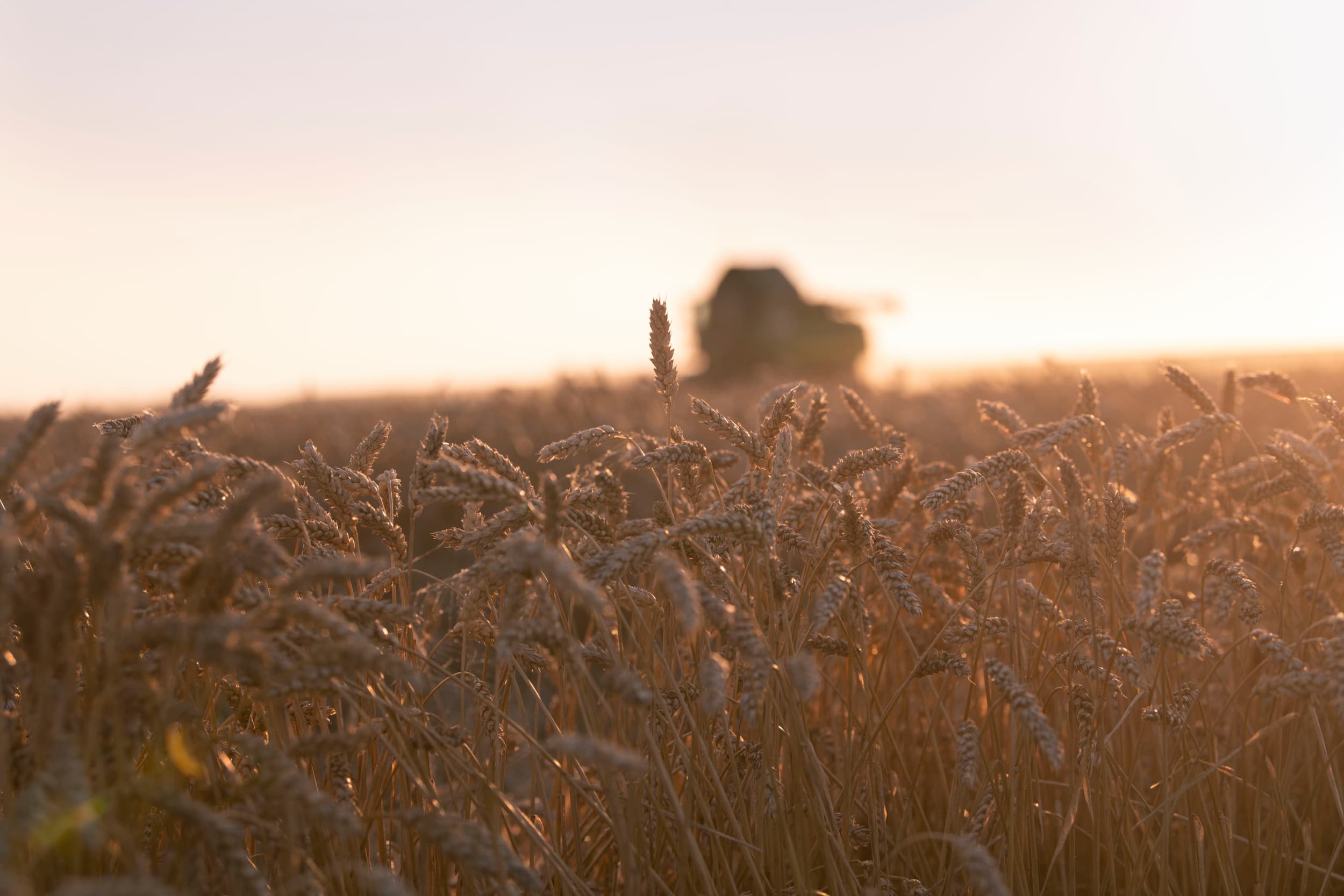 Frankrijk lijkt af te stevenen op de slechtste oogst aan zachte tarwe in 40 jaar tijd. Nu de maaidorsers rollen, komt de productie per hectare nog kleiner uit dan eerder geschat. – Foto: Mark Pasveer