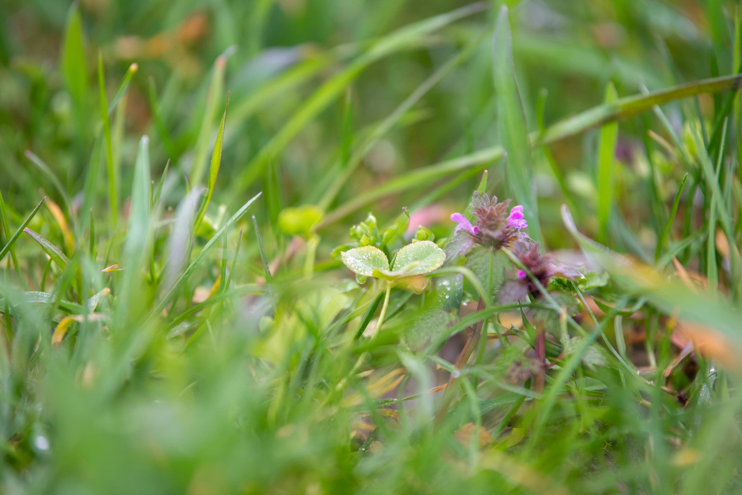 kruidenrijk gras doet het goed op zand
