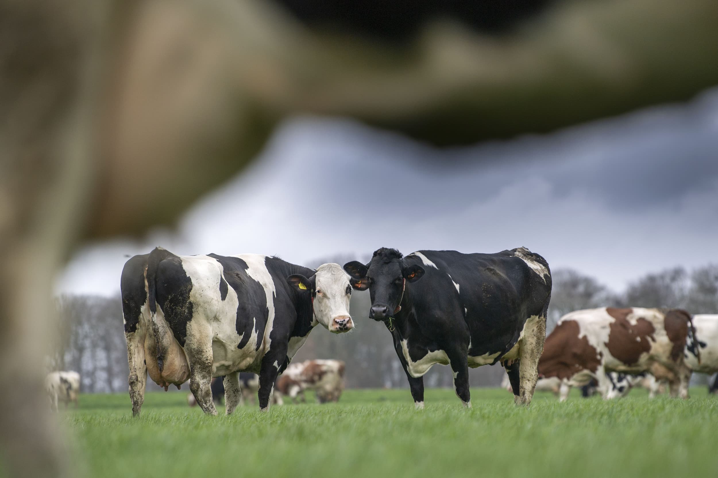 Melkprijs FrieslandCampina omhoog