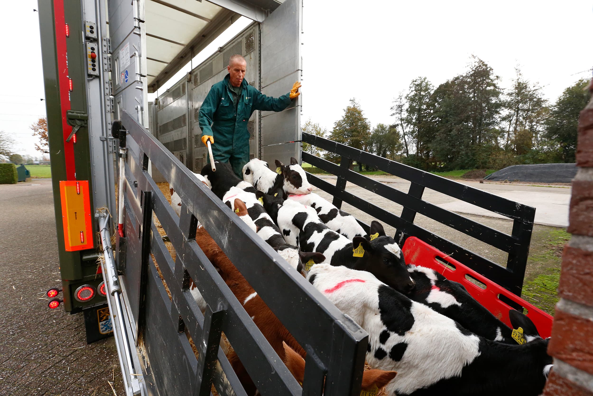 Spanje heeft de afgelopen maand Nederland ingehaald als grootste afnemer van kalveren uit Ierland. – Foto: Hans Prinsen