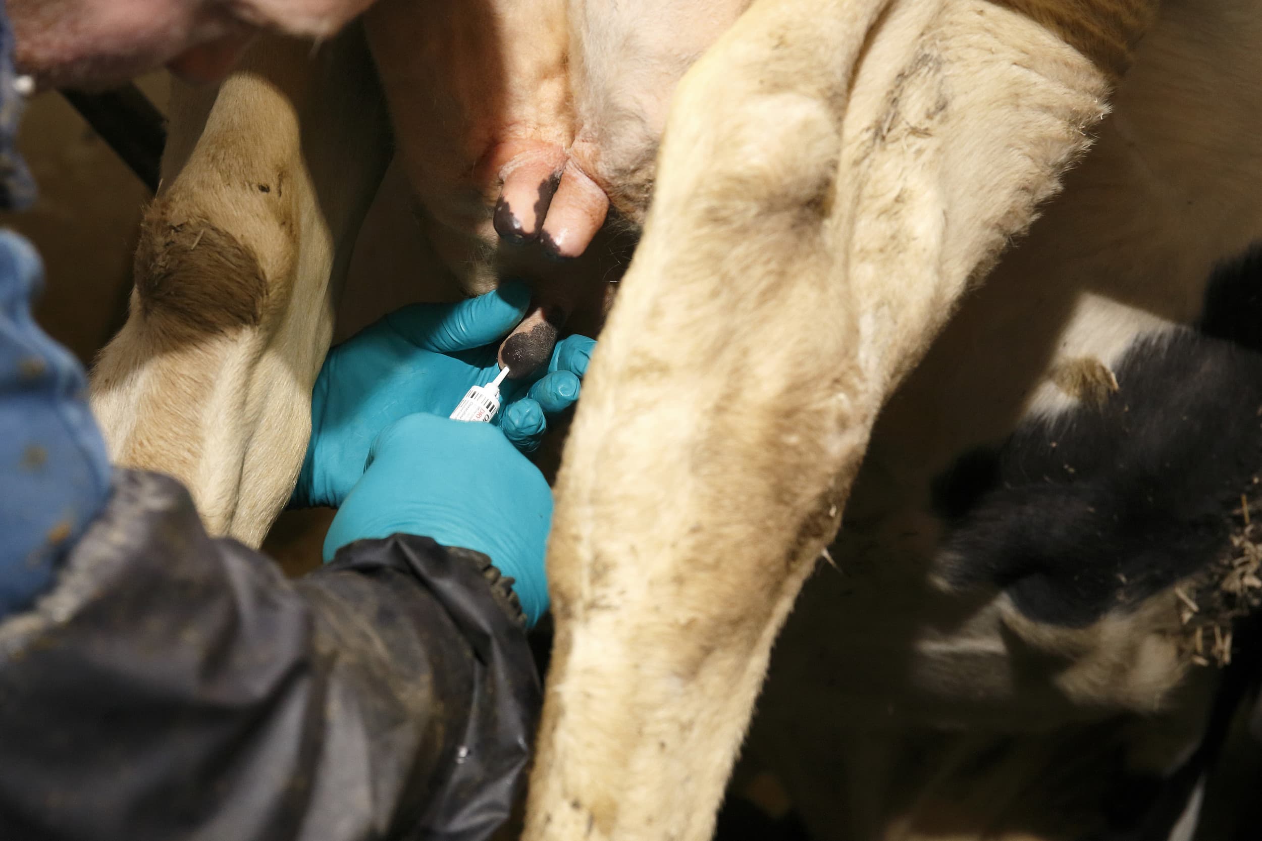In het onderzoek van ILVO bleek dat het antibioticagebruik bij het droogzetten van koeien aanzienlijk kon worden verminderd door het toepassen van sneltesten om mastitisverwekkende kiemen in melkmonsters te detecteren​. – Foto: Hans Prinsen