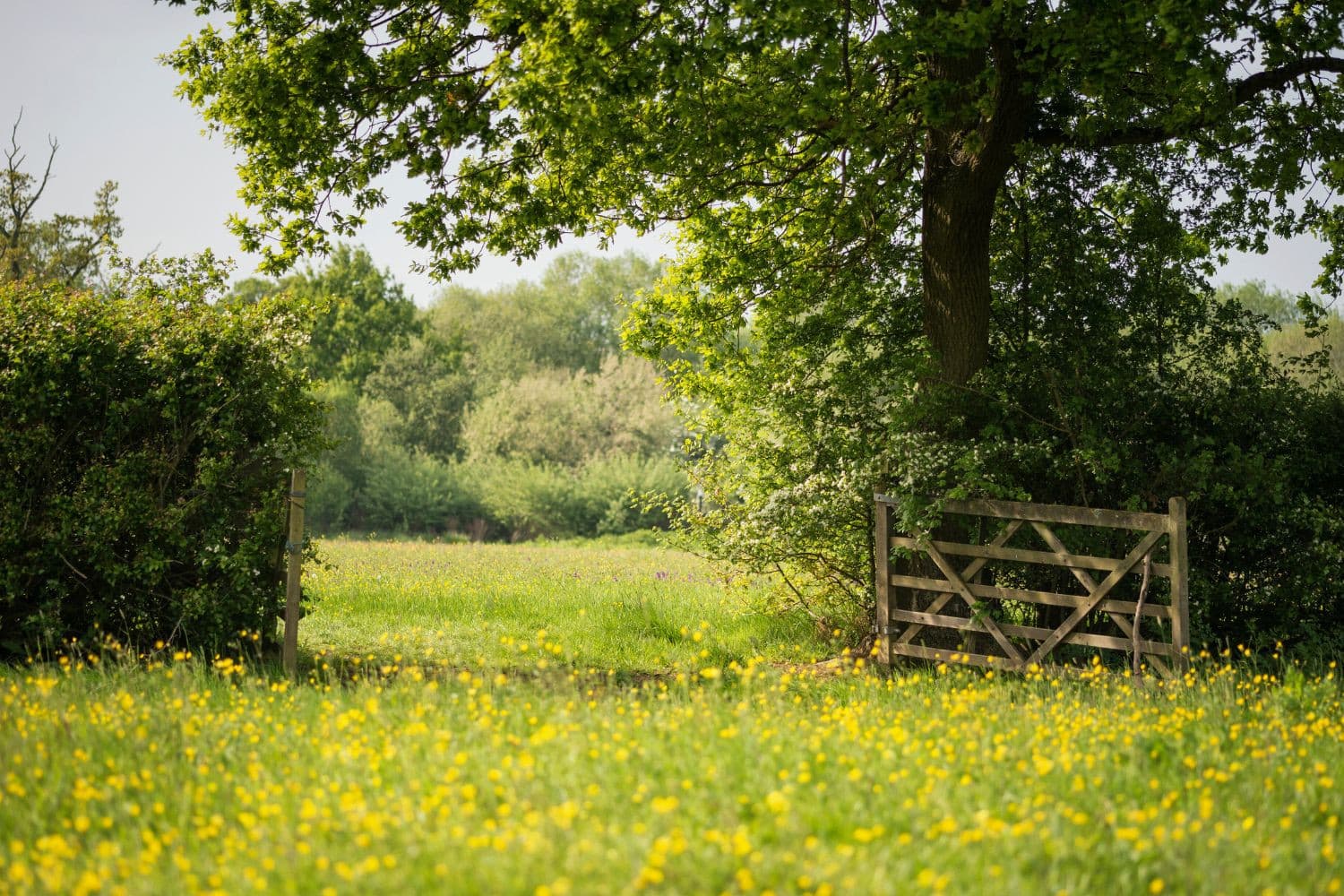 Nu het nieuwe kabinet het transitiefonds volledig heeft afgeschaft, is het onzeker of de provincies nog gebiedsplannen kunnen en moeten maken met financiële steun van het Rijk. – Foto: Canva