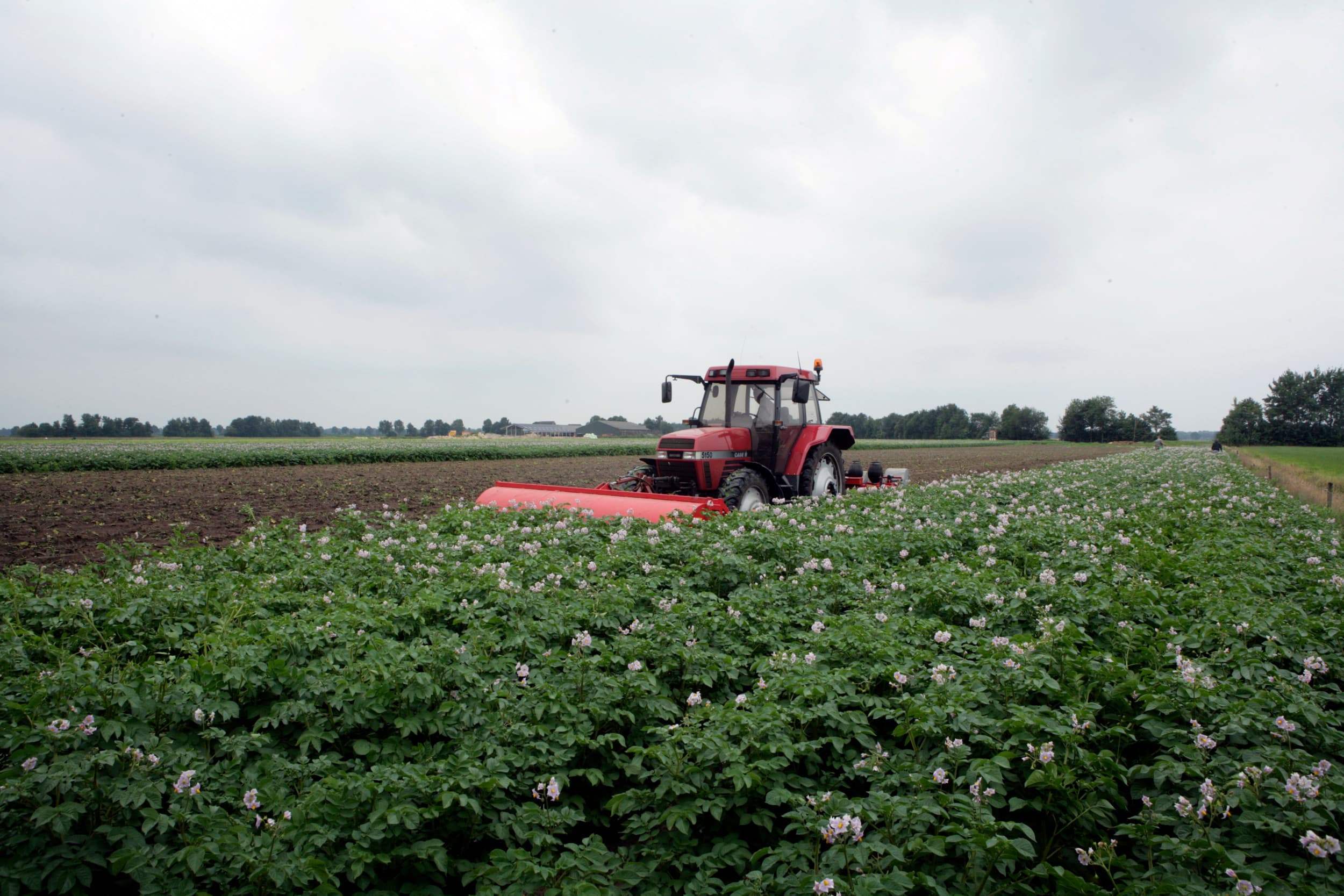 Het maaiveld in de Veenkoloniën is onregelmatig door de vele ontginningen. Onderzoek naar herverkaveling/perceeloptimalisatie moet uitwijzen of peilverhoging per saldo meer oplevert voor de landbouw in de Veenkoloniën. Op de natste gronden kan energieteelt of koolstofvastlegging een beter verdienmodel zijn. – Foto: Henk Riswick