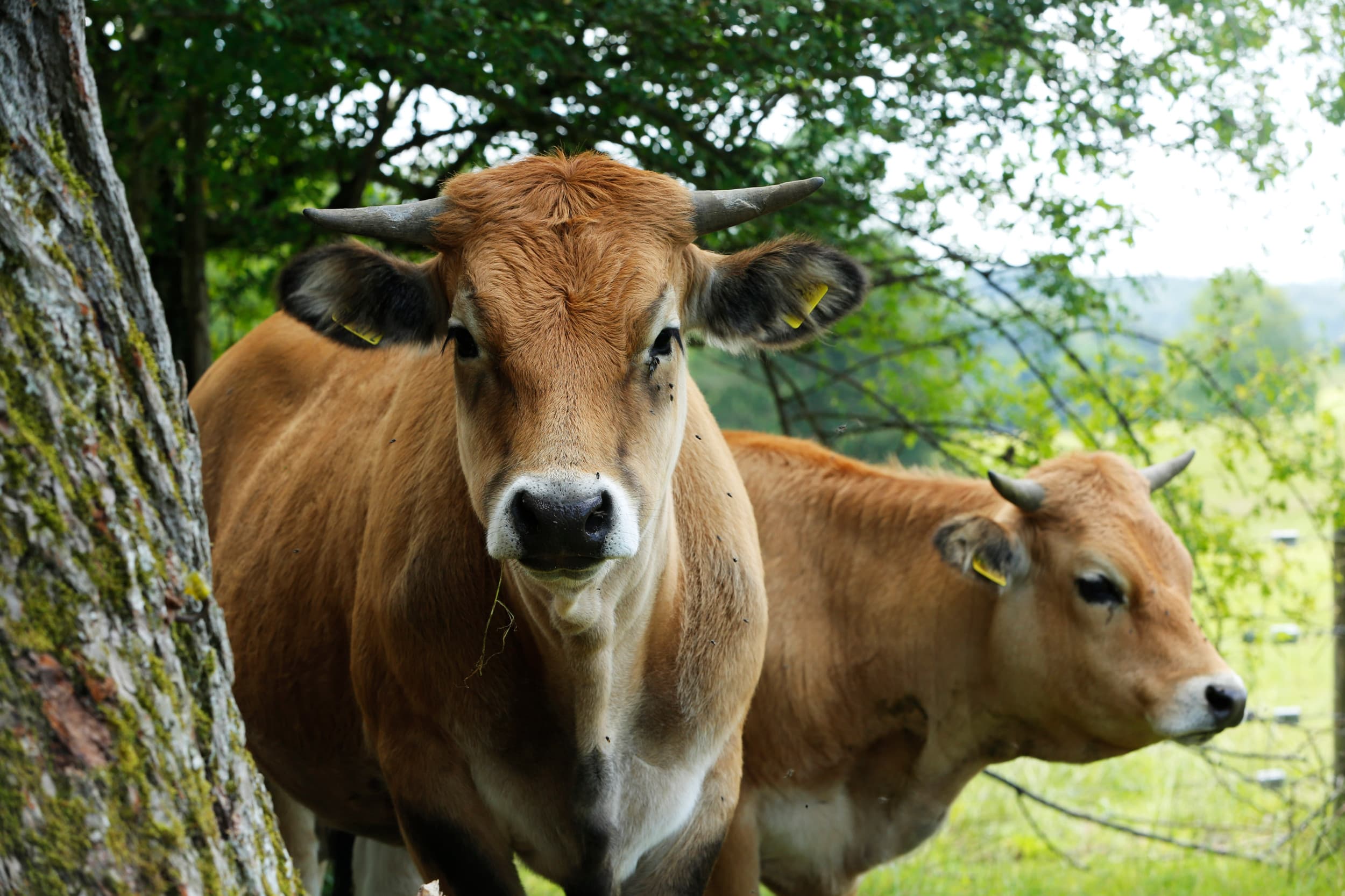 De biologische landbouw in Duitsland blijft gestaag groeien, zelfs in economisch moeilijke tijden. – Foto: Henk Riswick