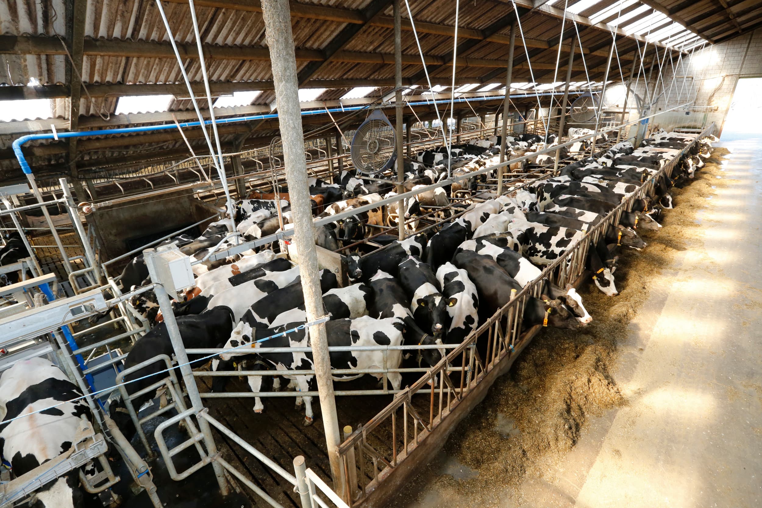 Melkstal in Gelderland. Provincie Gelderland stelt vanaf 2 september een subsidiepotje van €3 miljoen beschikbaar aan boeren die duurzame investeringen doen. – Foto: Henk Riswick