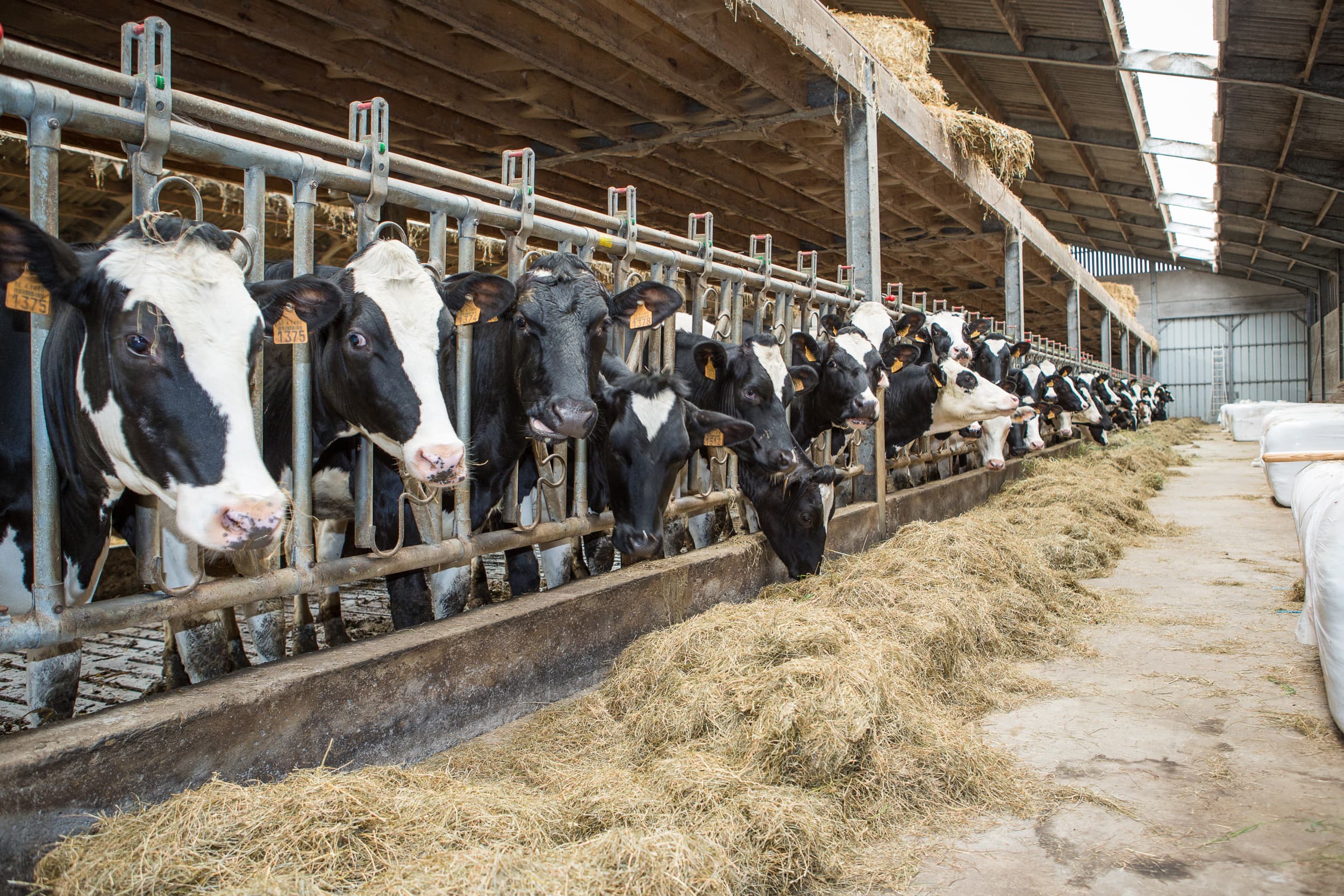 Een stal met koeien in Vlaanderen. De Vlaamse boerenorganisatie Verenigde Veehouders blijft het Vlaamse stikstofdecreet aanvechten. – Foto: Peter Roek