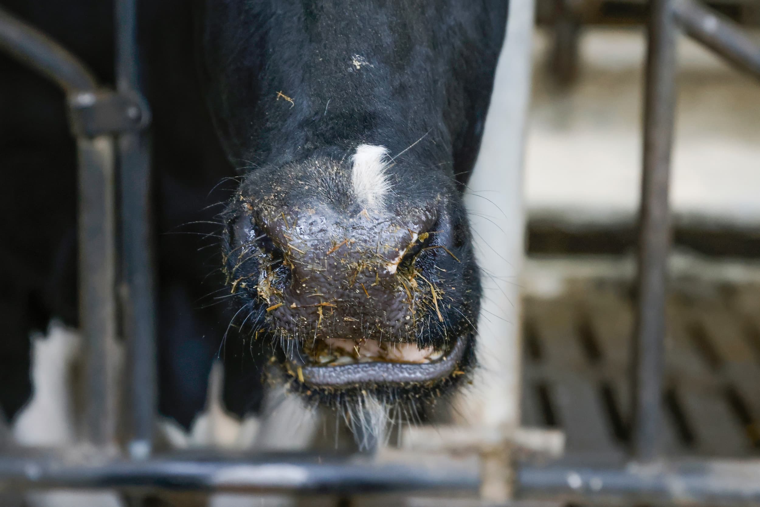 Het aantal blauwtongvirus-besmettingen in Nederland is gestegen naar 791, met de meeste gevallen in Overijssel, Gelderland, Noord-Brabant en Limburg; naast schapen treft het virus ook runderen. – Foto: Ton Kastermans Fotografie