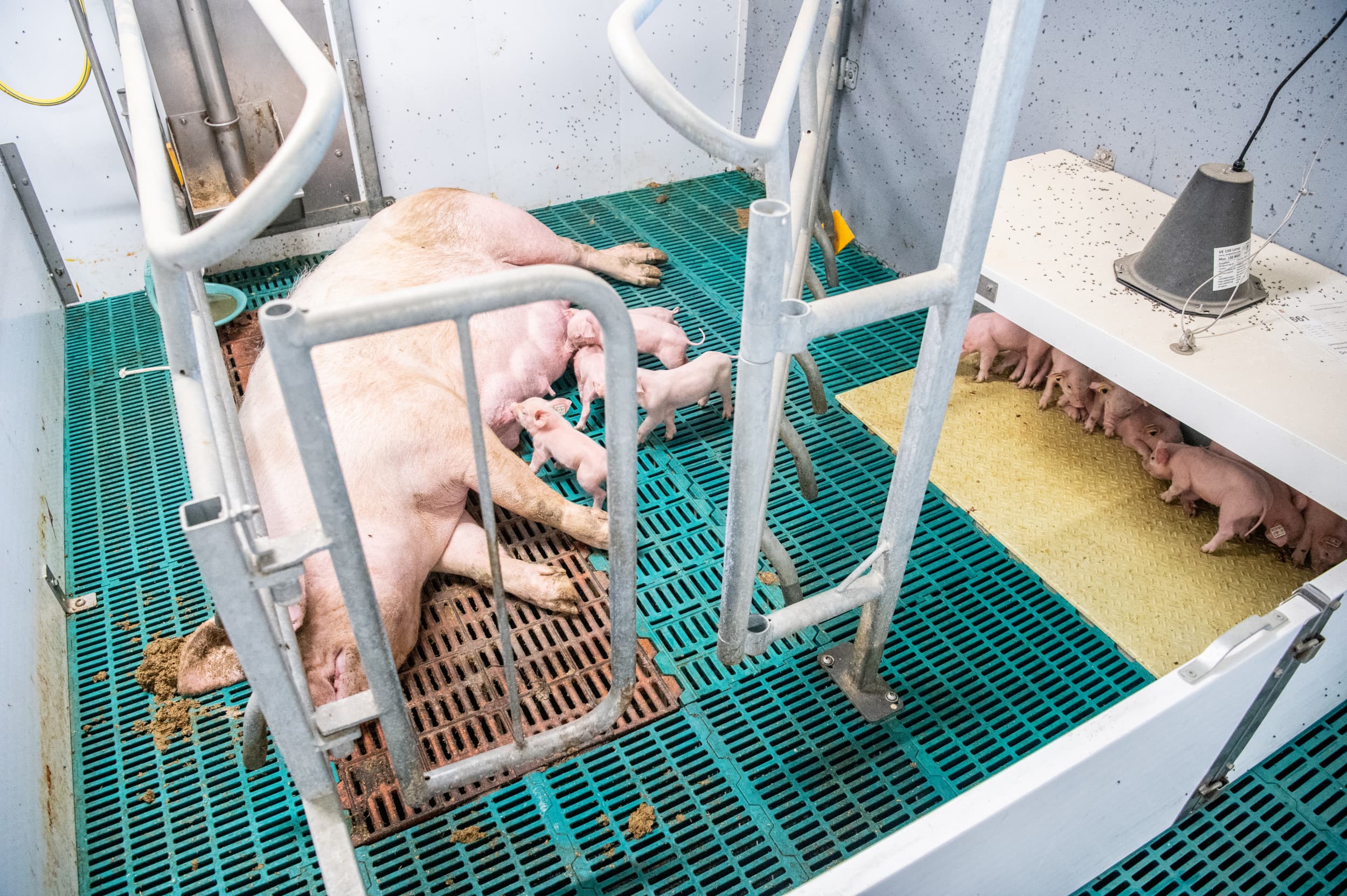 Vrijloopkraamhokken worden per 1 januari 2035 verplicht gesteld voor zeugenhouders die produceren voor het Beter Leven-keurmerk. – Foto: Michel Velderman