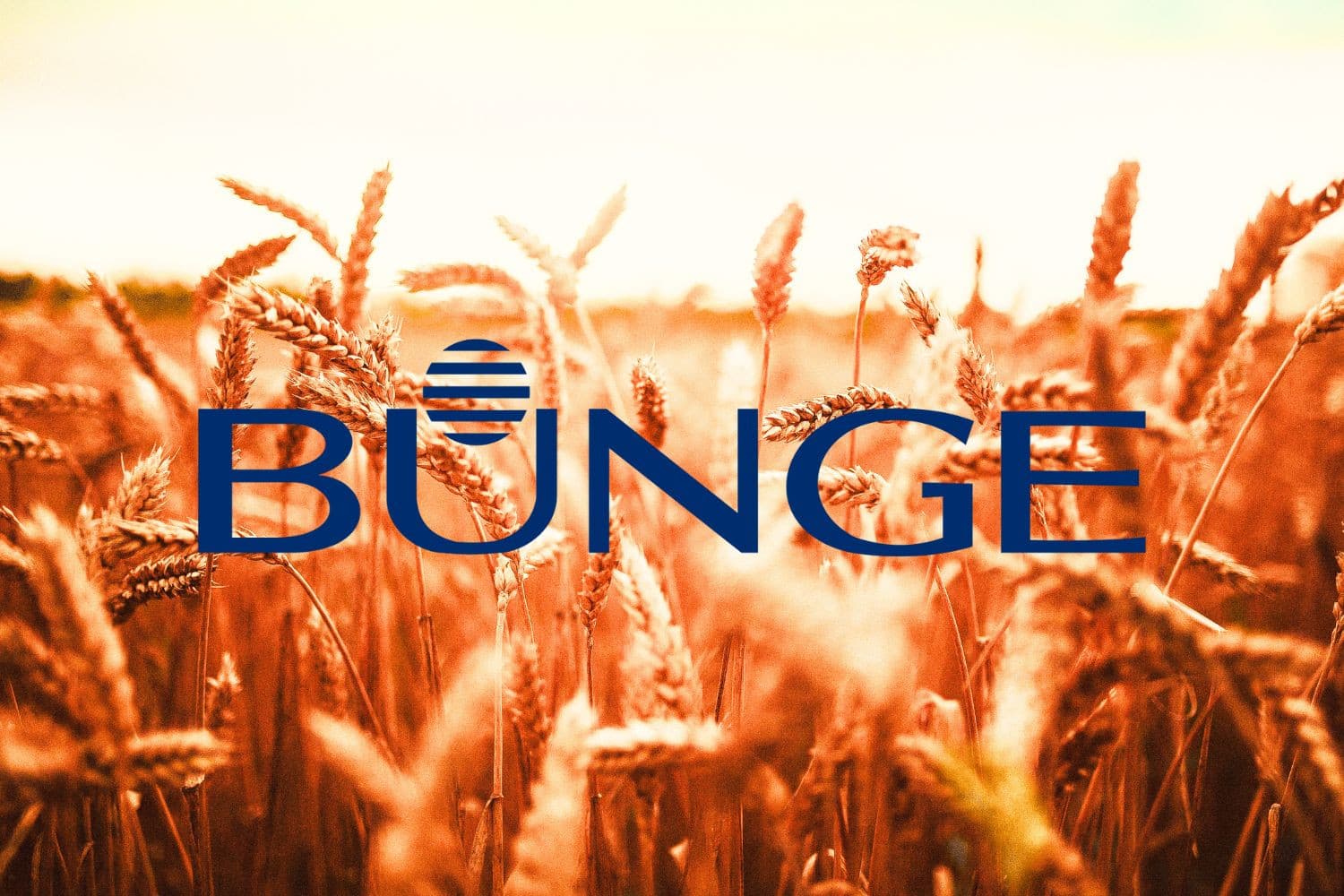 Het samengaan van Bunge en Viterra kan voor boeren in Centraal Europa betekenen dat ze minder opties hebben voor de verkoop van hun oliezaden en graan. – Afbeelding: Canva en Bunge, beeldbewerking
