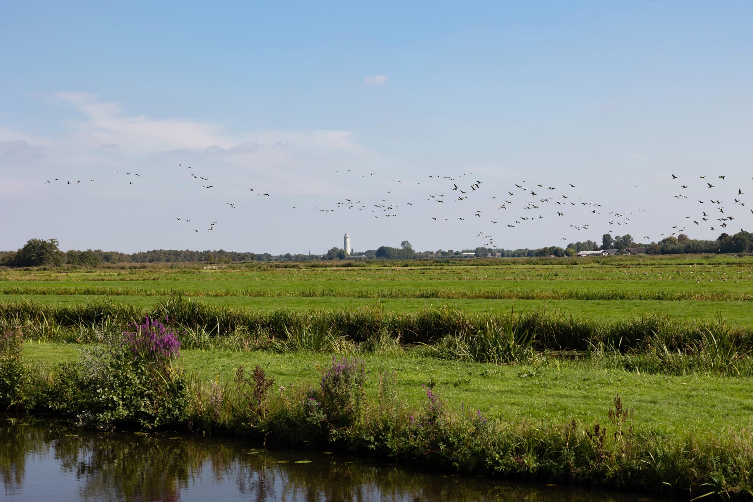 Veenweidegebied in de buurt van de Nieuwkoopse Plassen, een Natura 2000-gebied op de grens van Zuid-Holland en Utrecht. – Foto: Herbert Wiggerman