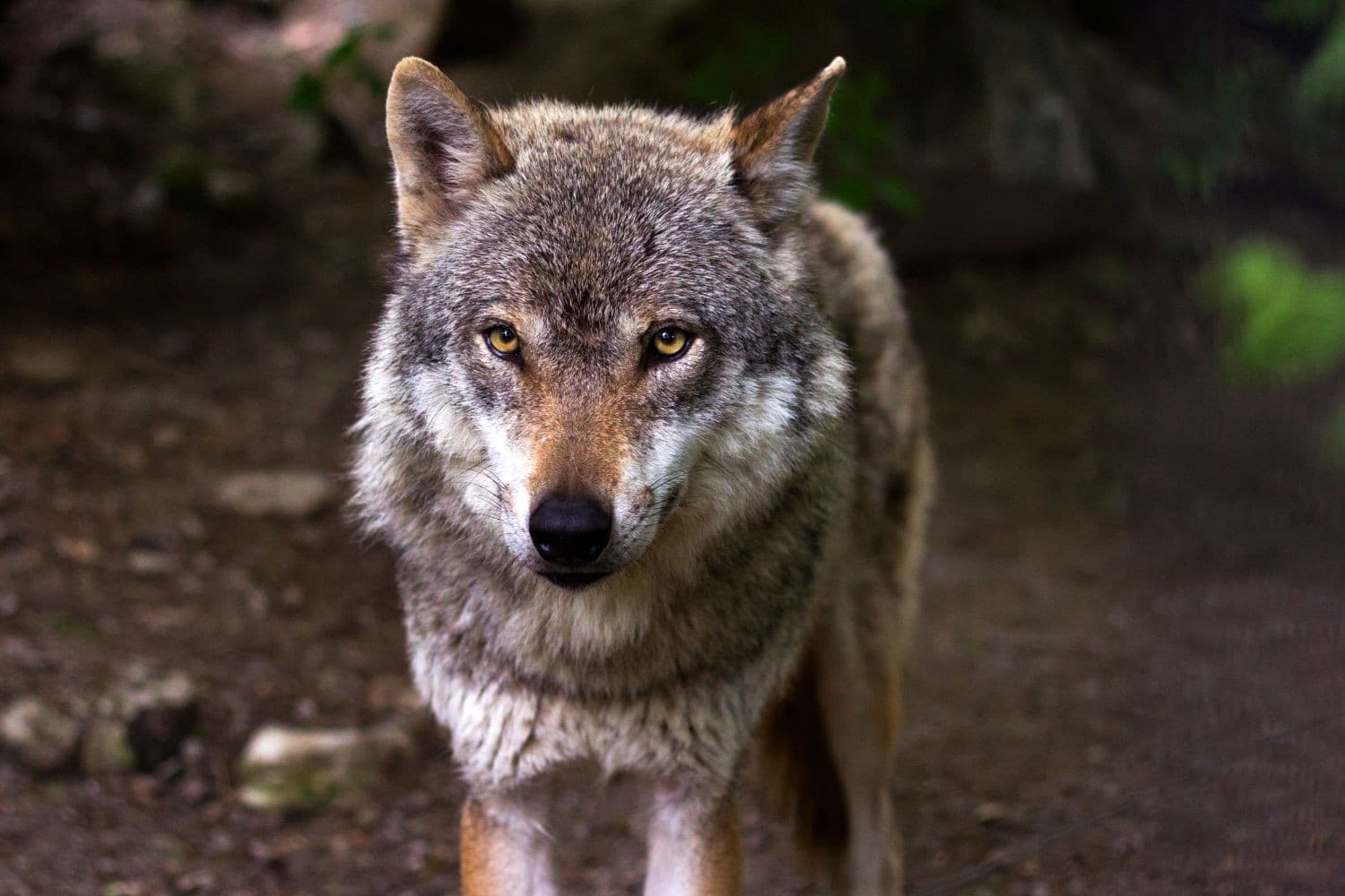 “Je kunt eerst niet vriendelijk vragen of de wolf alsjeblieft wil vertrekken”, aldus columnist Vergaderboer. – Foto: Canva