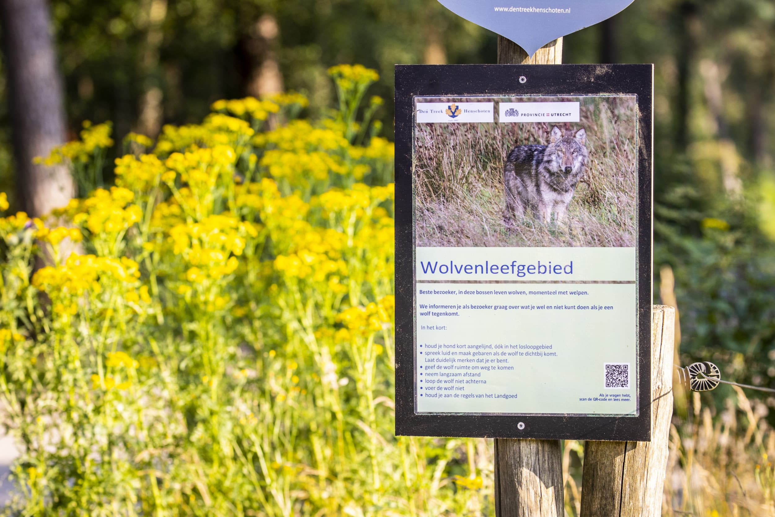 Het landgoed Den Treek, waar een wolvenpaar met welpen leeft, is gesloten voor bezoekers. De provincie Utrecht en de gemeente Leusden hebben een noodbevel afgegeven voor het gebied, waarmee de eigenaar de opdracht krijgt het gebied niet langer open te stellen. Het besluit volgt op een incident waarbij een meisje door een wolf werd gebeten. – Foto: ANP