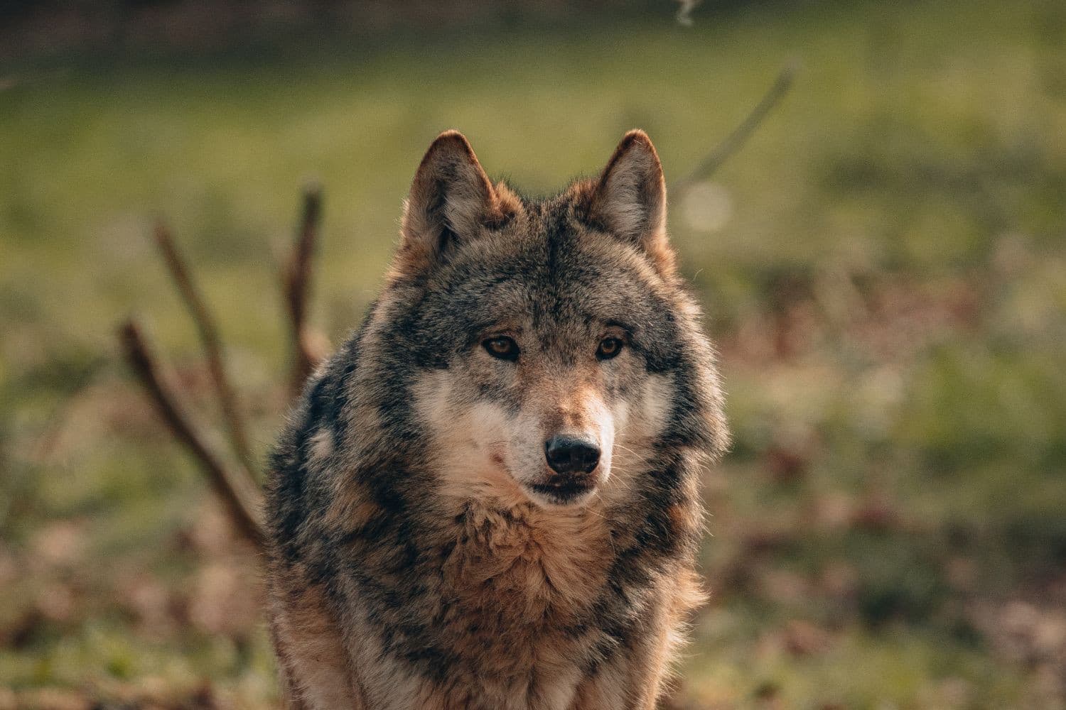 Landeigenaren nemen nog te weinig maatregelen om te voorkomen dat wolven schade aanrichten, zegt BIJ12. – Foto: Canva/David Selbert van Pexels