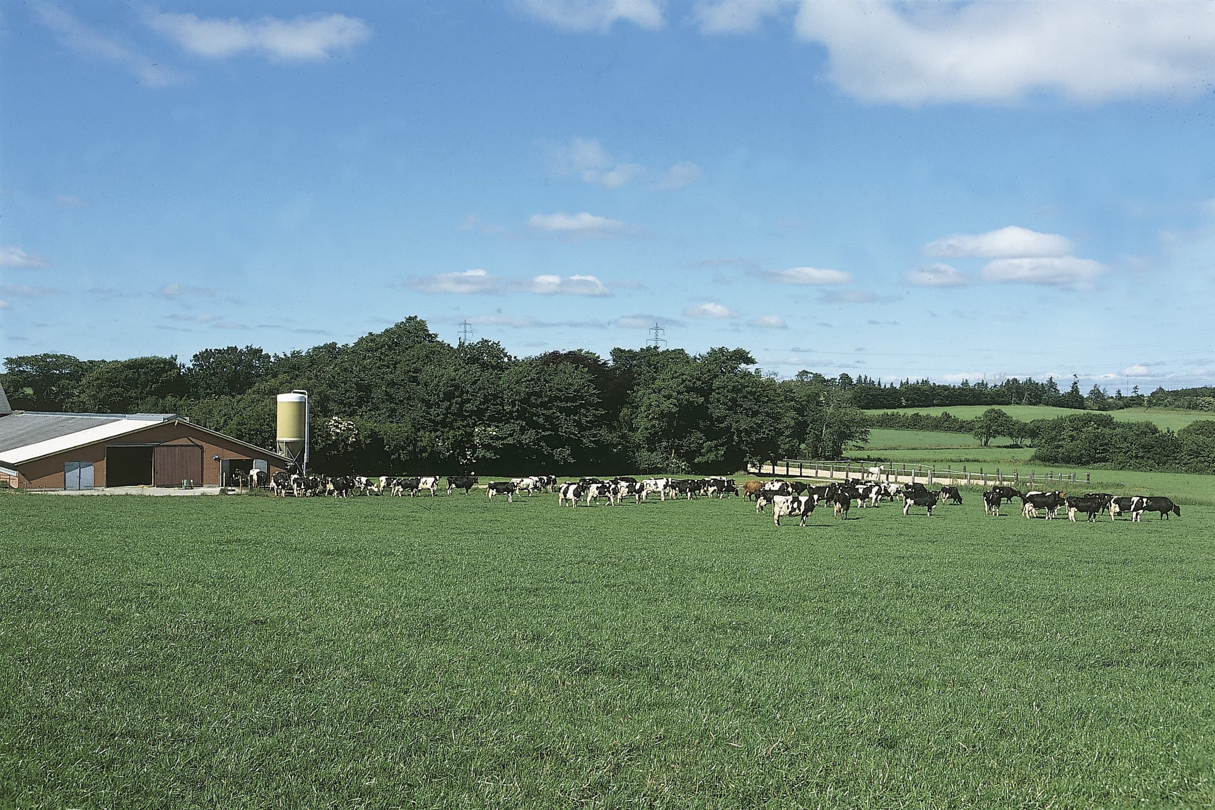 CO2-belasting rundveehouderij Denemarken