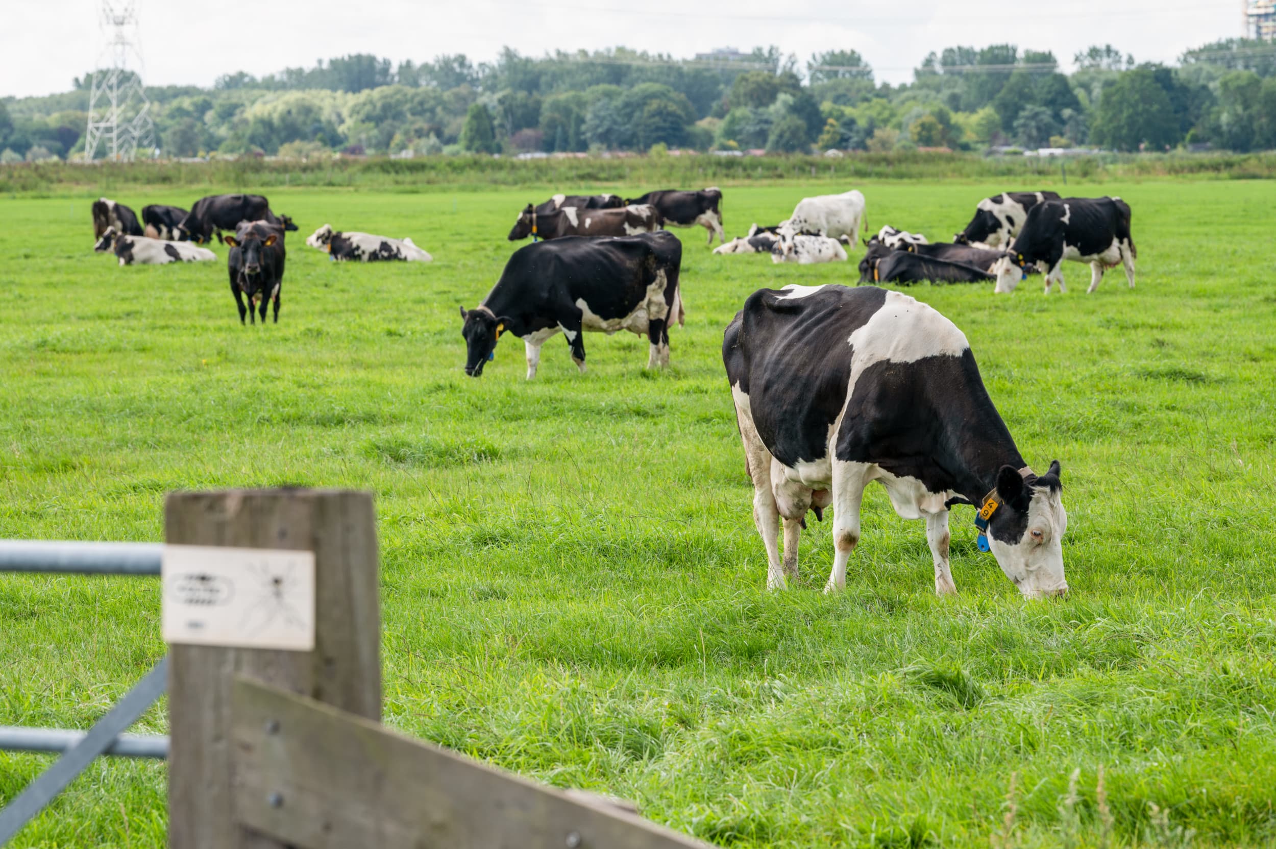 Cono Kaasmakers melkprijs juni