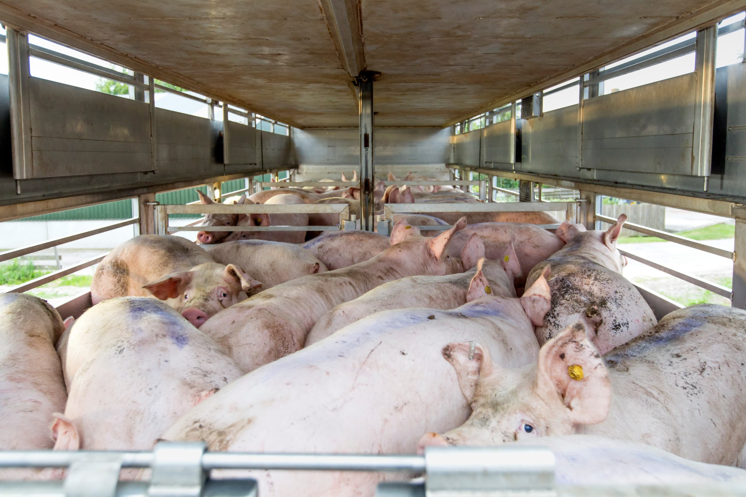 Slachterijen kregen in de eerste 6 maanden van dit jaar iets minder varkens aangeboden dan in 2023. – Foto: Roel Dijkstra