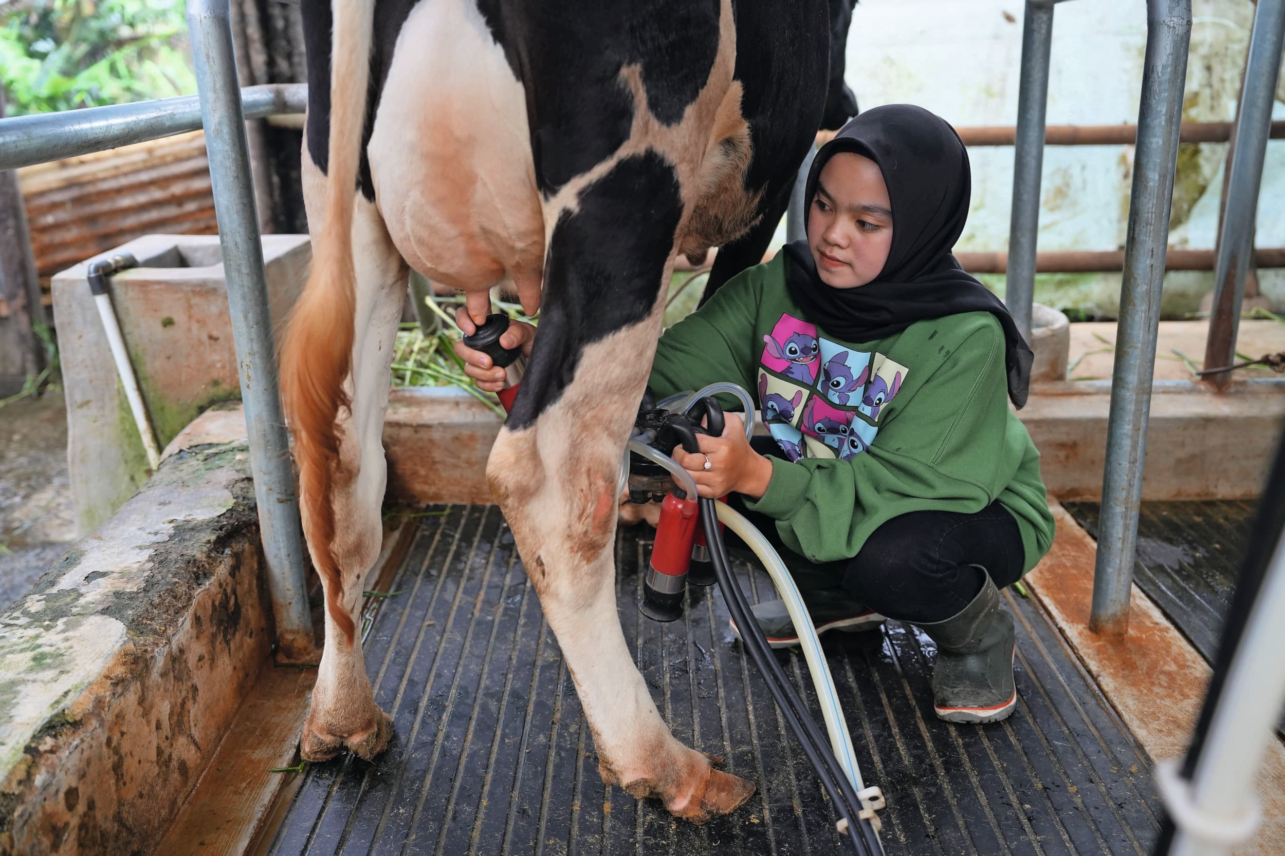 Melken op de grupstal op Java (Indonesië). – Foto’s: FrieslandCampina/Dimas Ardian en Johan Oppewal