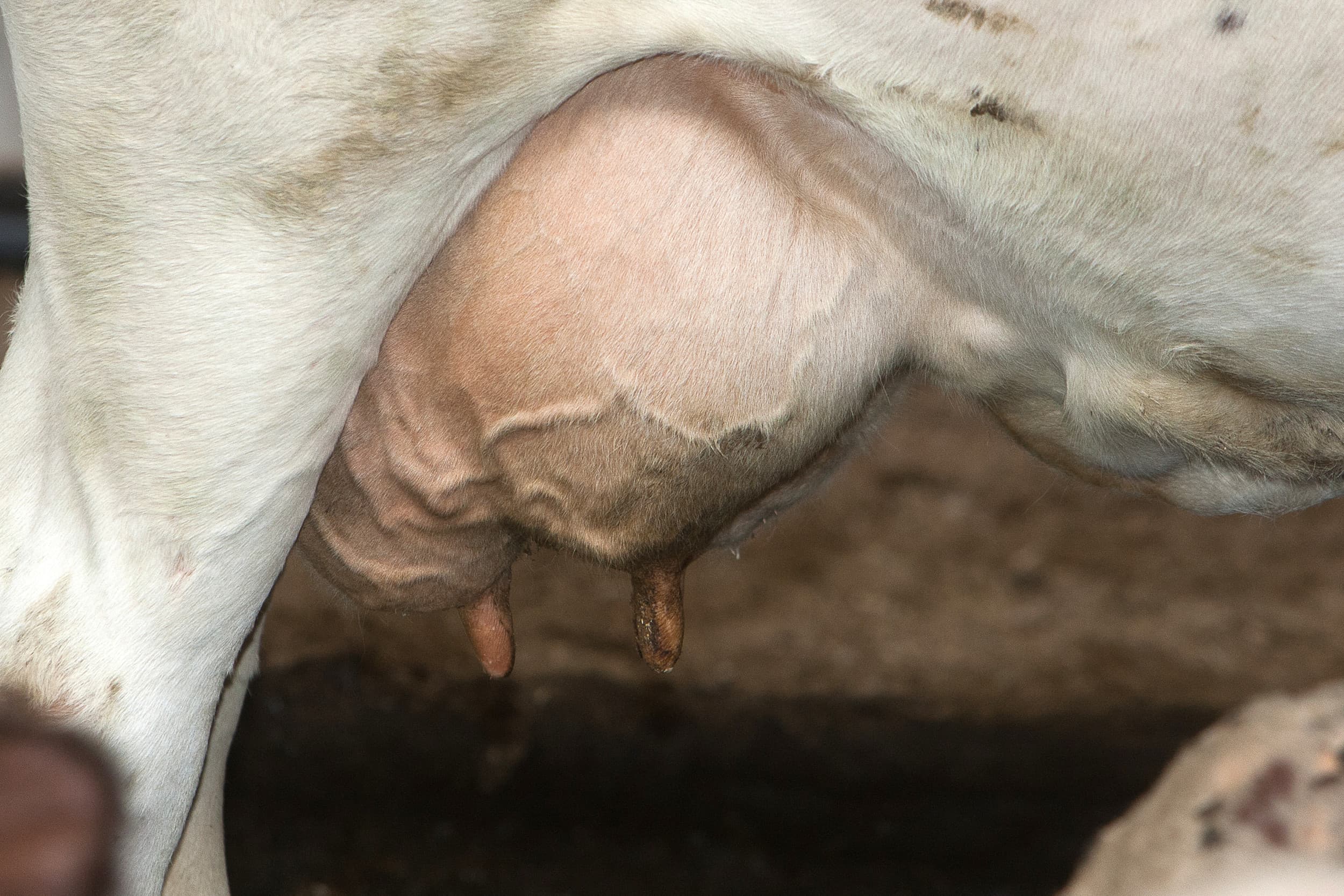 DOC Kaas verhoogt de melkprijs met €1,08 en betaalt in juli een basismelkprijs van €47,68 per 100 kilo uit. – Foto: Henk Riswick