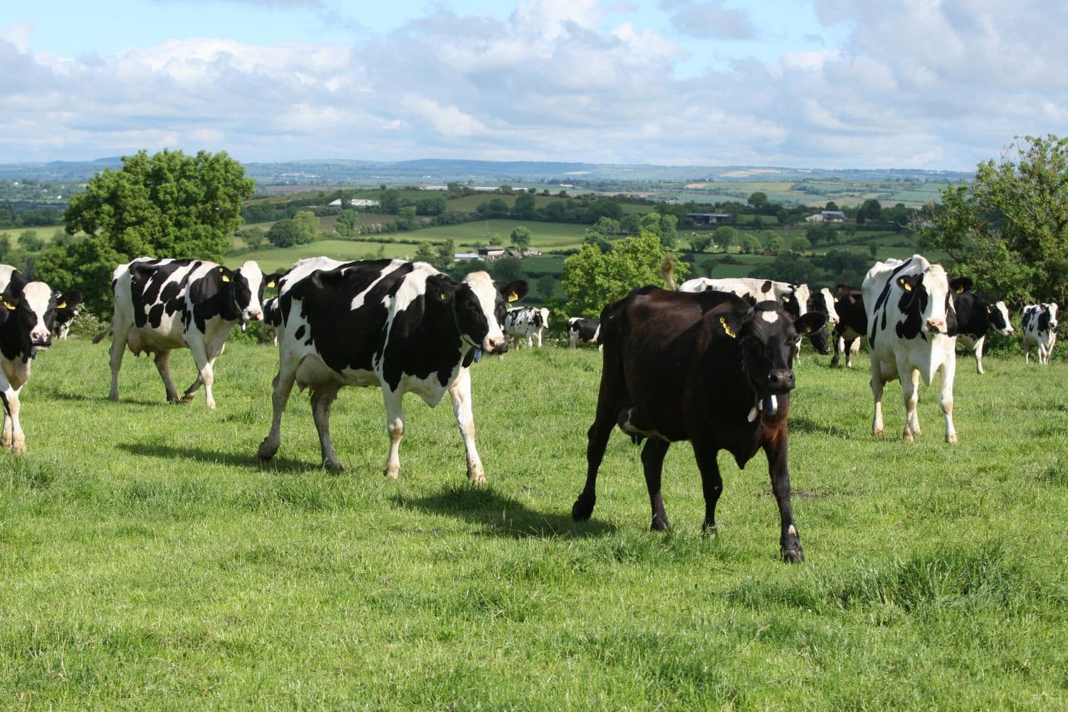 Melkkoeien in Ierland. – Foto: John Caffrey