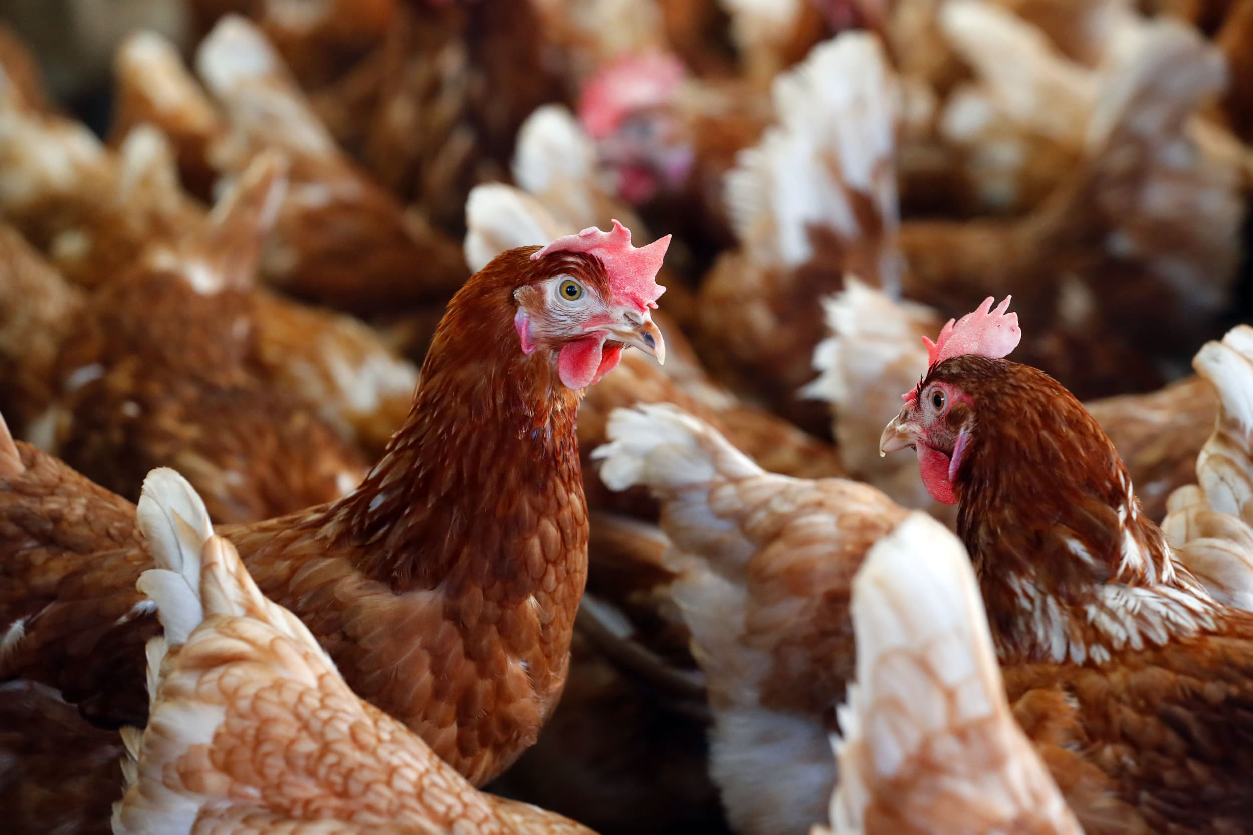 De grote Britse supermarkten hebben alle eisen voor de in hun winkels te verkopen verse kip verscherpt. De winkelbedrijven willen met name dat de kippen meer ruimte hebben in hun stal. – Foto: Bert Jansen