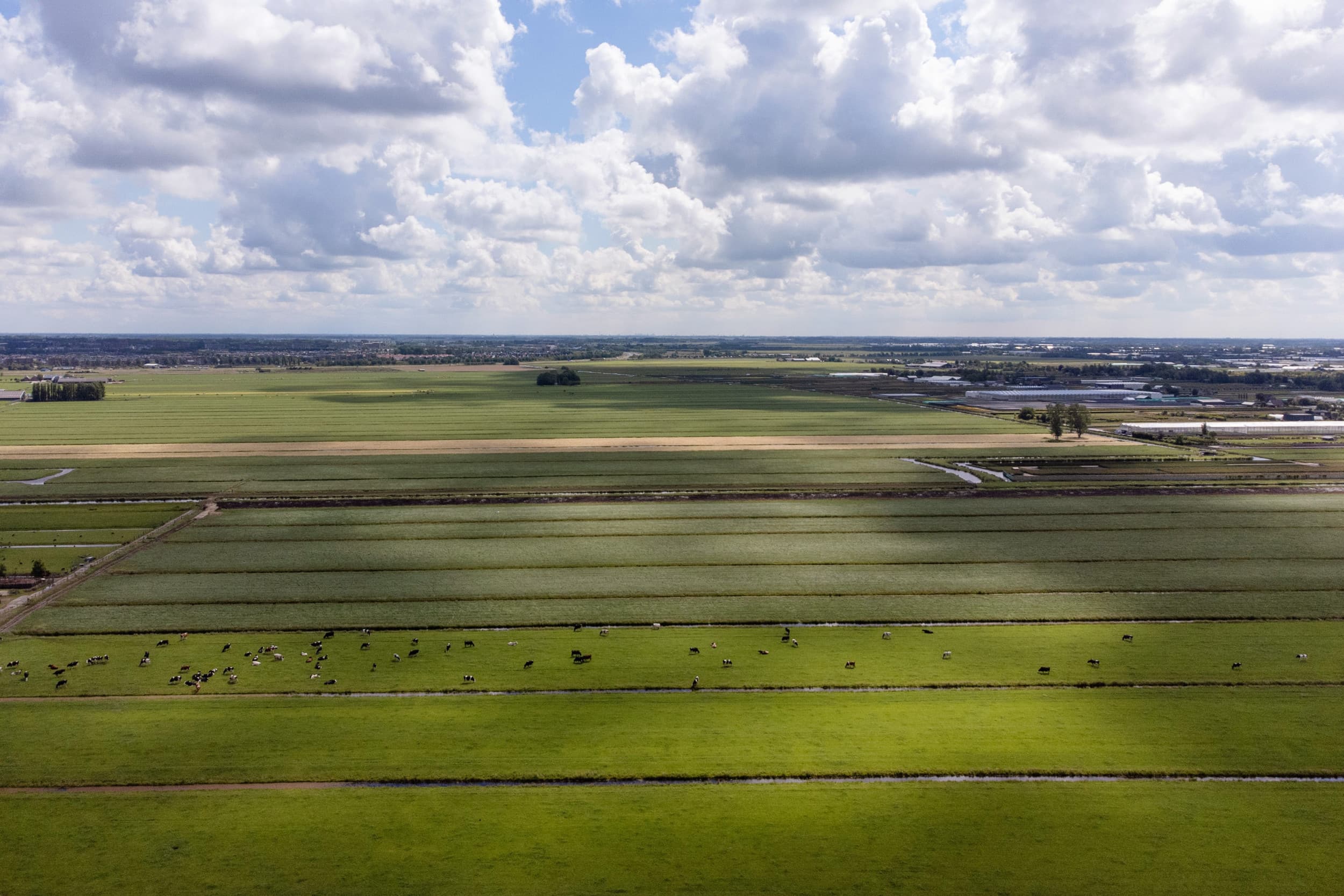 Veenweide gebied in de Krimpenerwaard. – Foto: Herbert Wiggerman