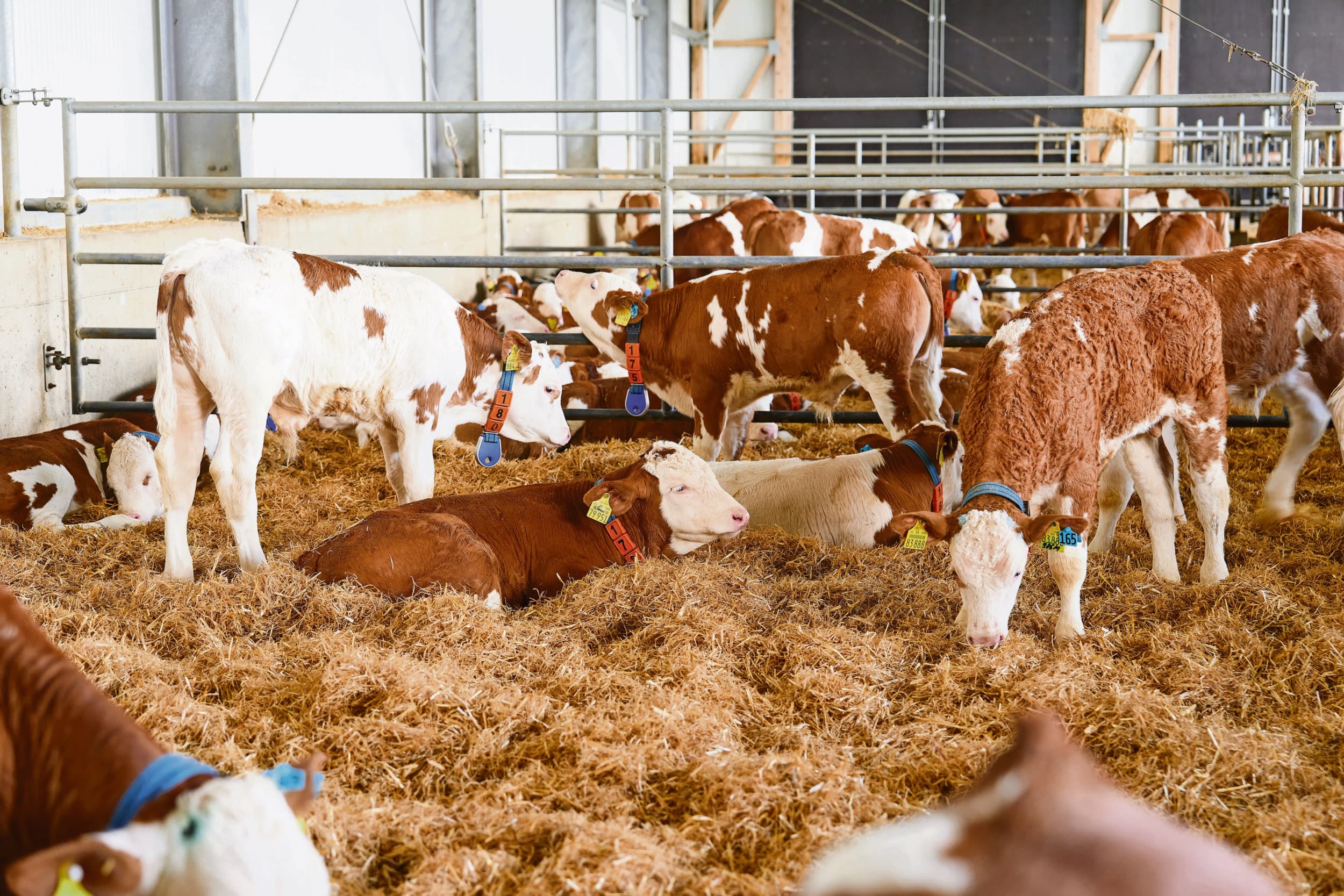 De Rewe-supermarkten in Beieren schakelen wat betreft de verkoop van rundvlees volledig over naar vlees voorzien van dierenwelzijnslabel Haltungsform 3 van Initiatieve Tierwohl. – Foto: Rewe