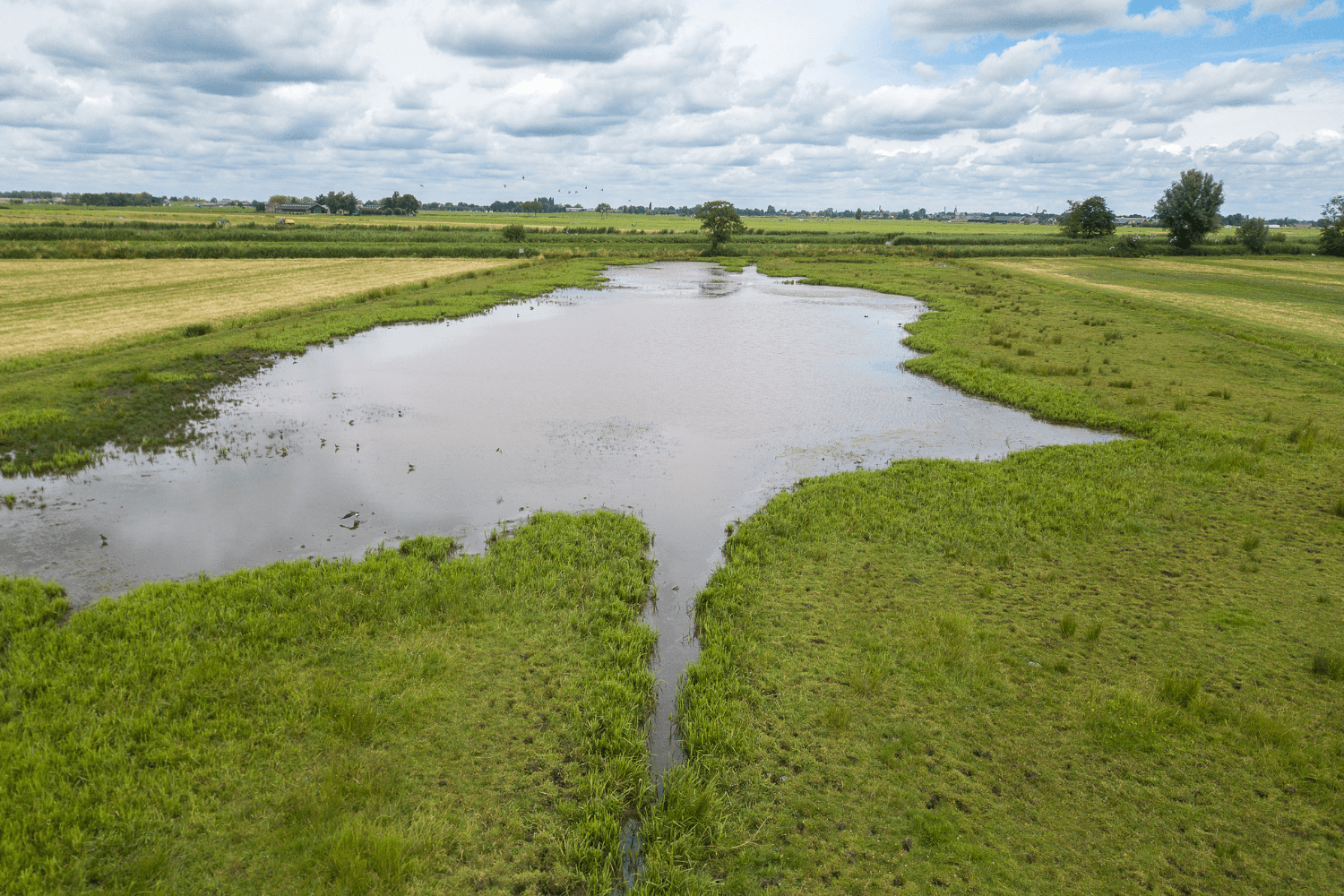 Plasdras op een perceel in het Groene Hart. In de intensievere veenweidegebieden is het lastiger geworden om met agrarisch natuurbeheer financieel quitte te spelen. Dat komt vooral door de fors gestegen mestafzet- en voerkosten. - Foto: Peter Roek