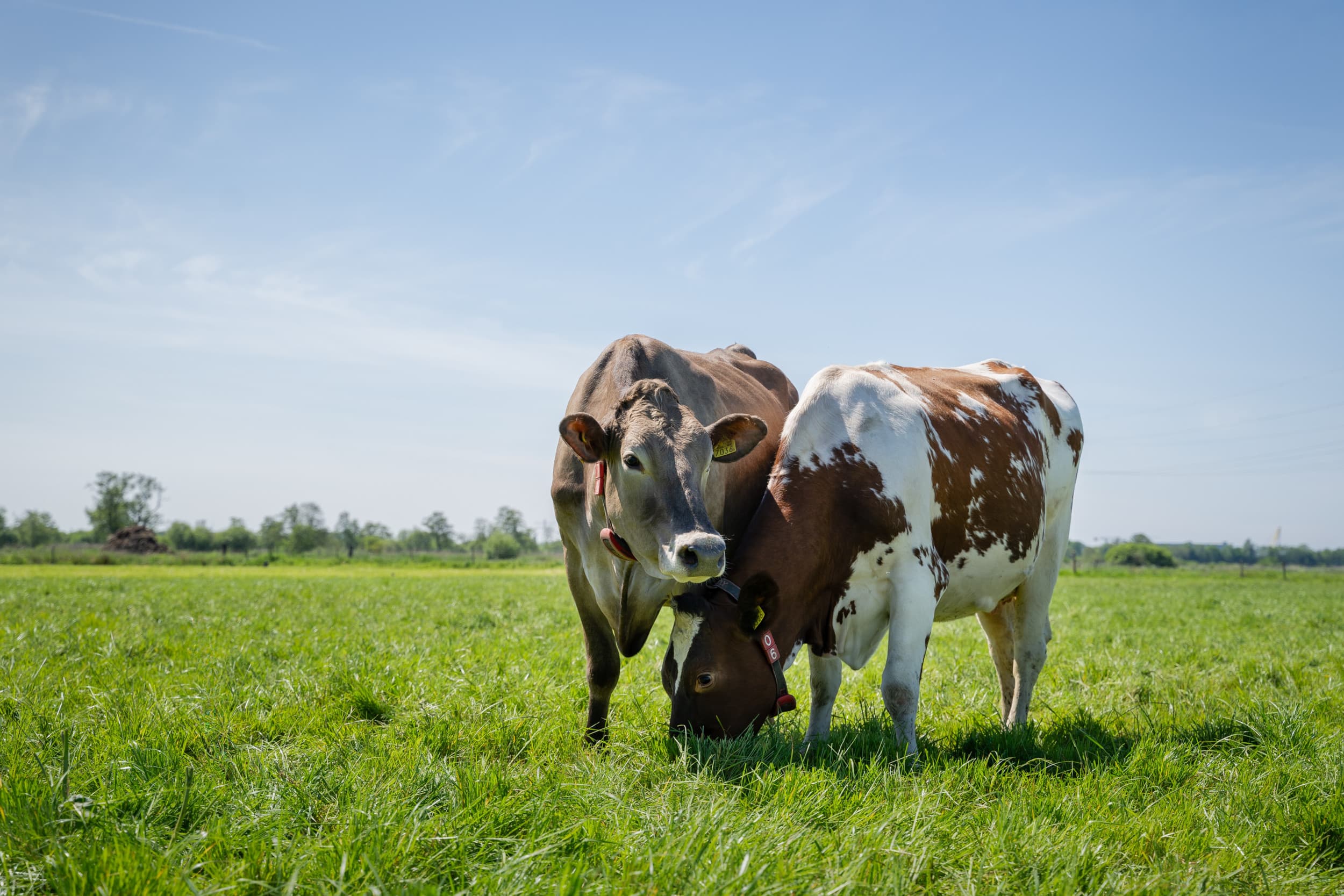 Biologische boeren hadden in 2021 een gemiddeld besteedbaar inkomen van €90.000. Dat is 10% hoger dan gangbare boeren, blijkt uit cijfers van CBS. – Foto: Andrea van Schaik Fotografie.