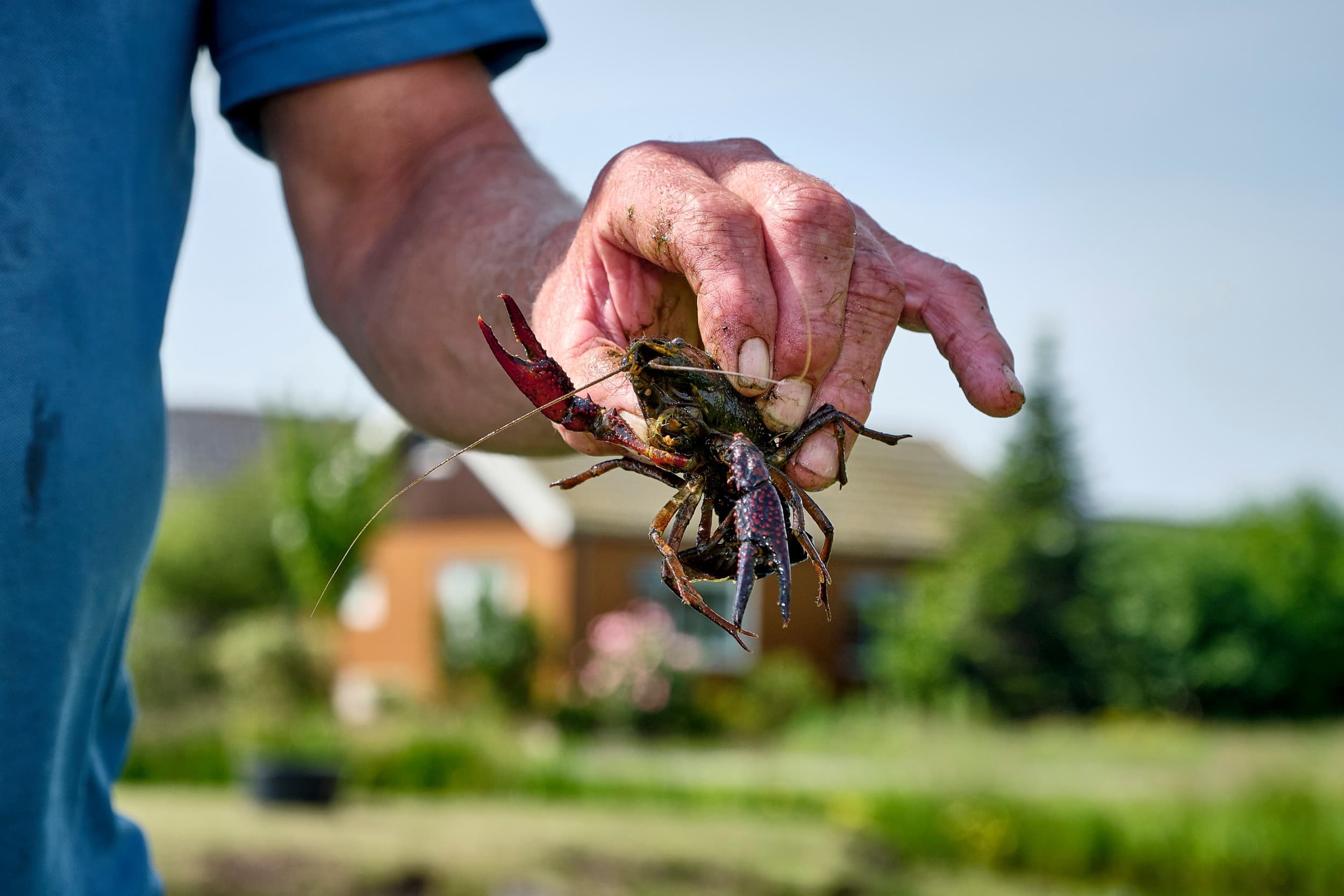 Amerikaanse rivierkreeft zorgt voor schade in polder Krimpenerwaard. – Foto: Roel Dijkstra