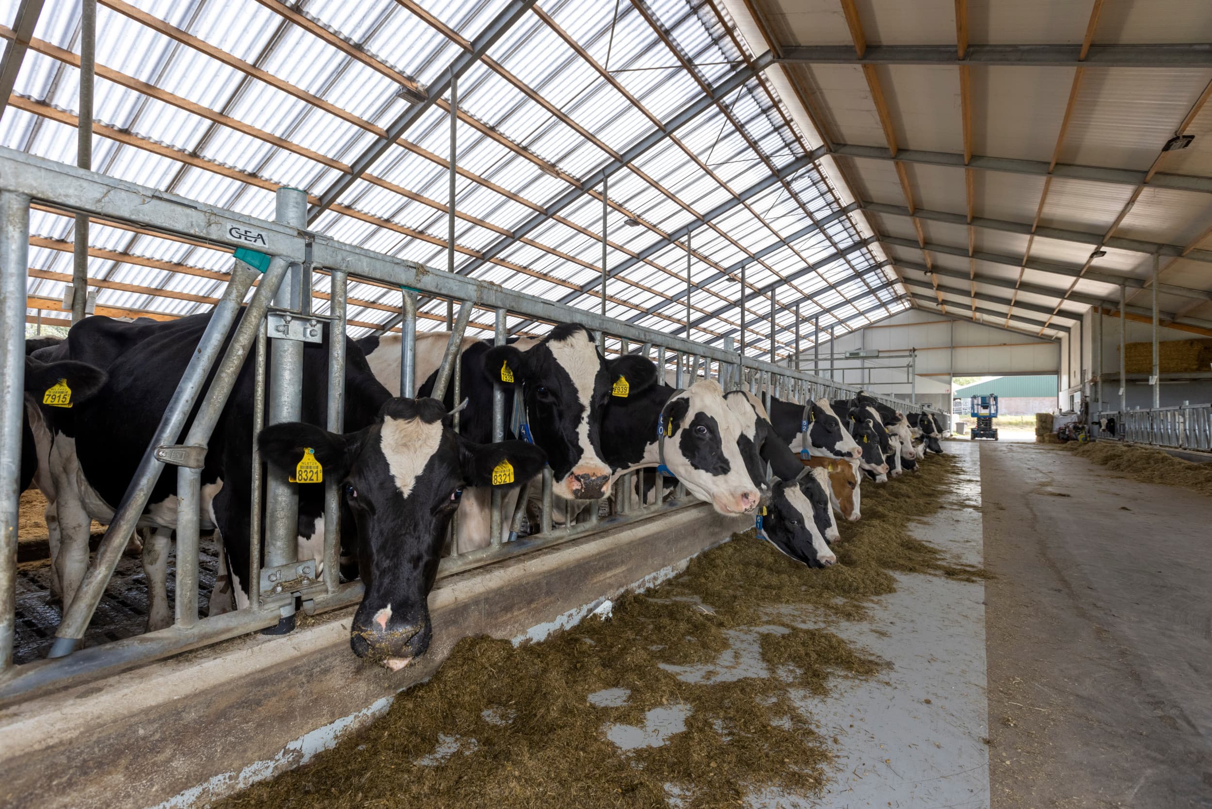 Een meerderheid van de Tweede Kamer wil dat een onderzoek naar het aanpassen van forfaitaire excretienormen voor melkvee versneld wordt afgerond. Aanpassen van de normen zou het mestprobleem voor melkveehouders kunnen verkleinen. – Foto: Roel Dijkstra