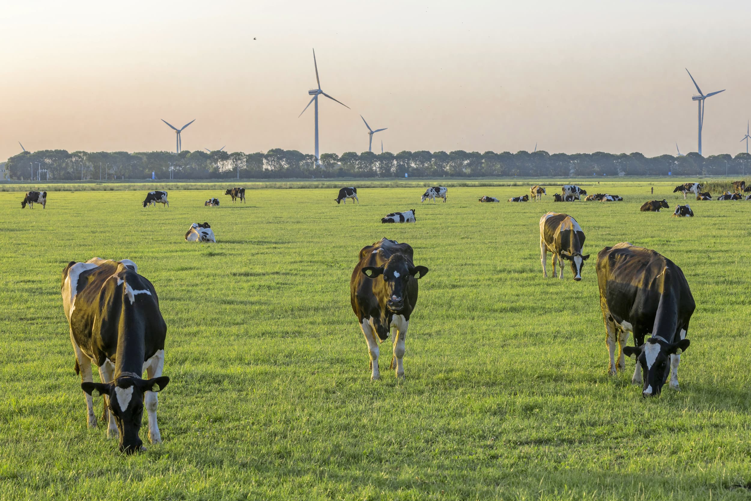 Het grootste kapitaal zit in de landbouwgrond. Het is belangrijk dat grond volledig onder de landbouwvrijstelling valt, zodat bij afschaffing of wijziging van regels geen extra belasting hoeft te worden betaald. – Foto: Koos Groenewold